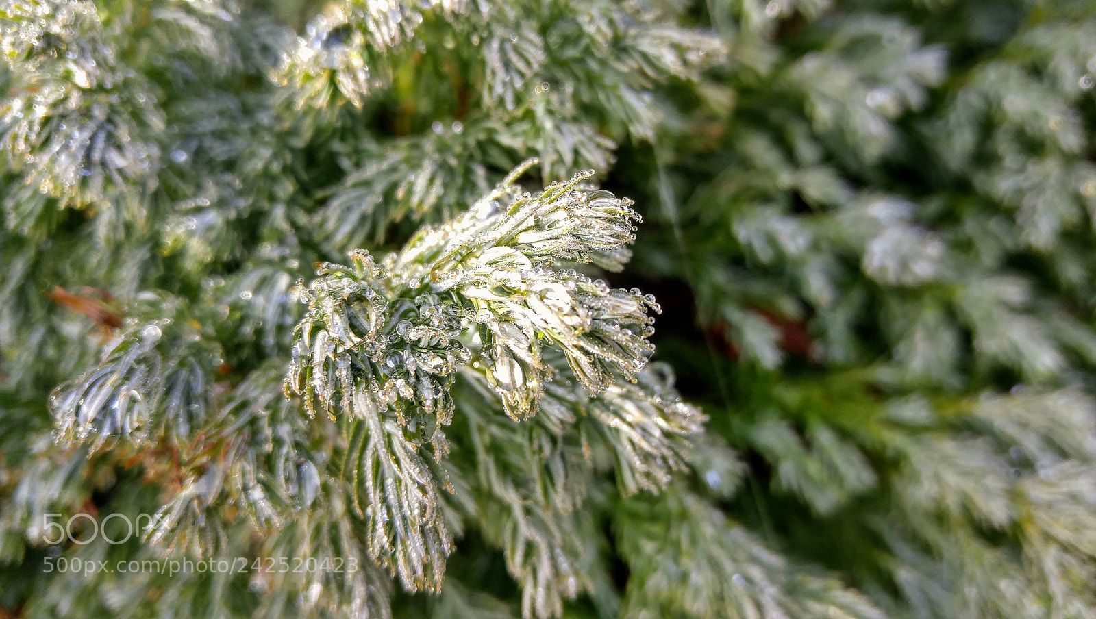 LG G4 sample photo. Tiny water droplets photography