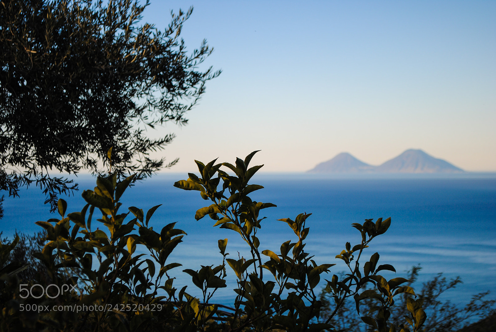 Nikon D3000 sample photo. Lemon tree photography