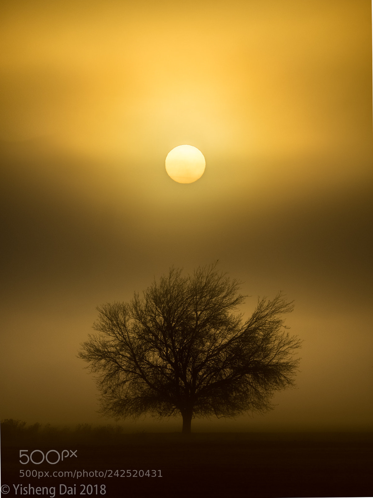 Olympus OM-D E-M1 sample photo. Morning sun in fog photography