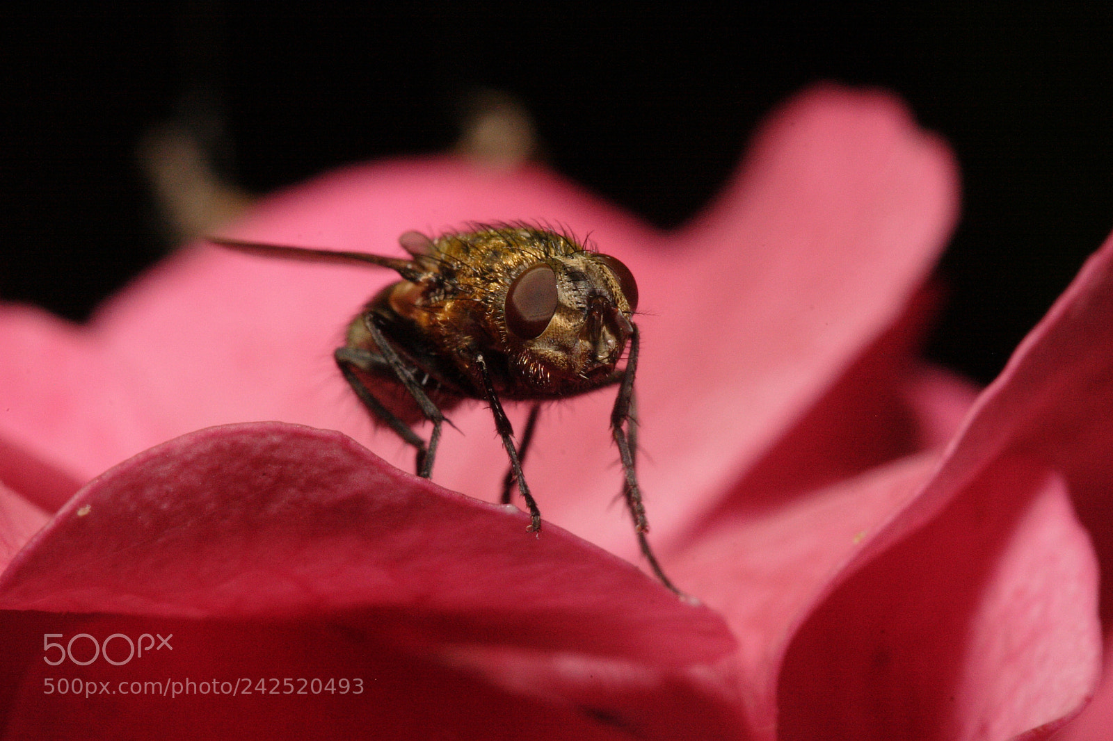Canon EOS 20D sample photo. Untitled photography