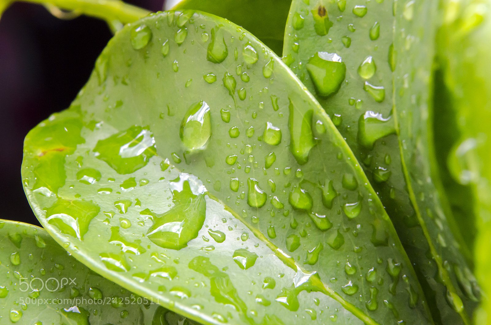 Nikon D5100 sample photo. Beautiful nature photography