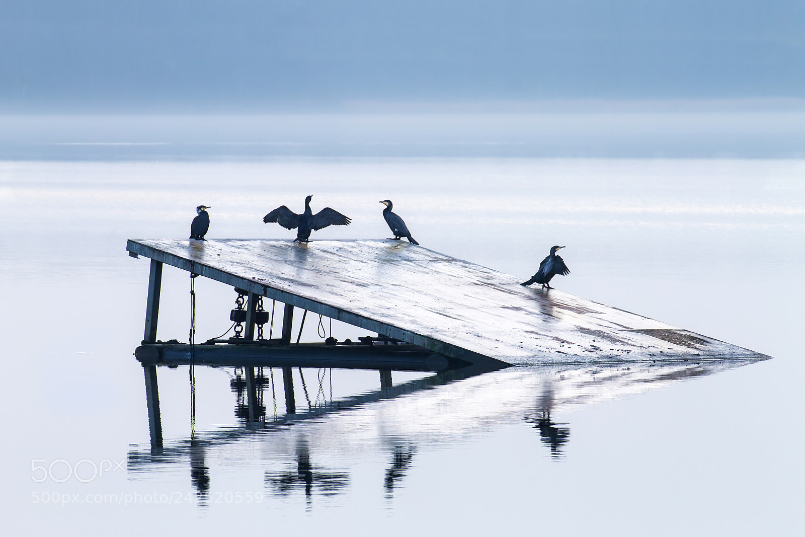 Canon EOS 1100D (EOS Rebel T3 / EOS Kiss X50) sample photo. Cormorants photography