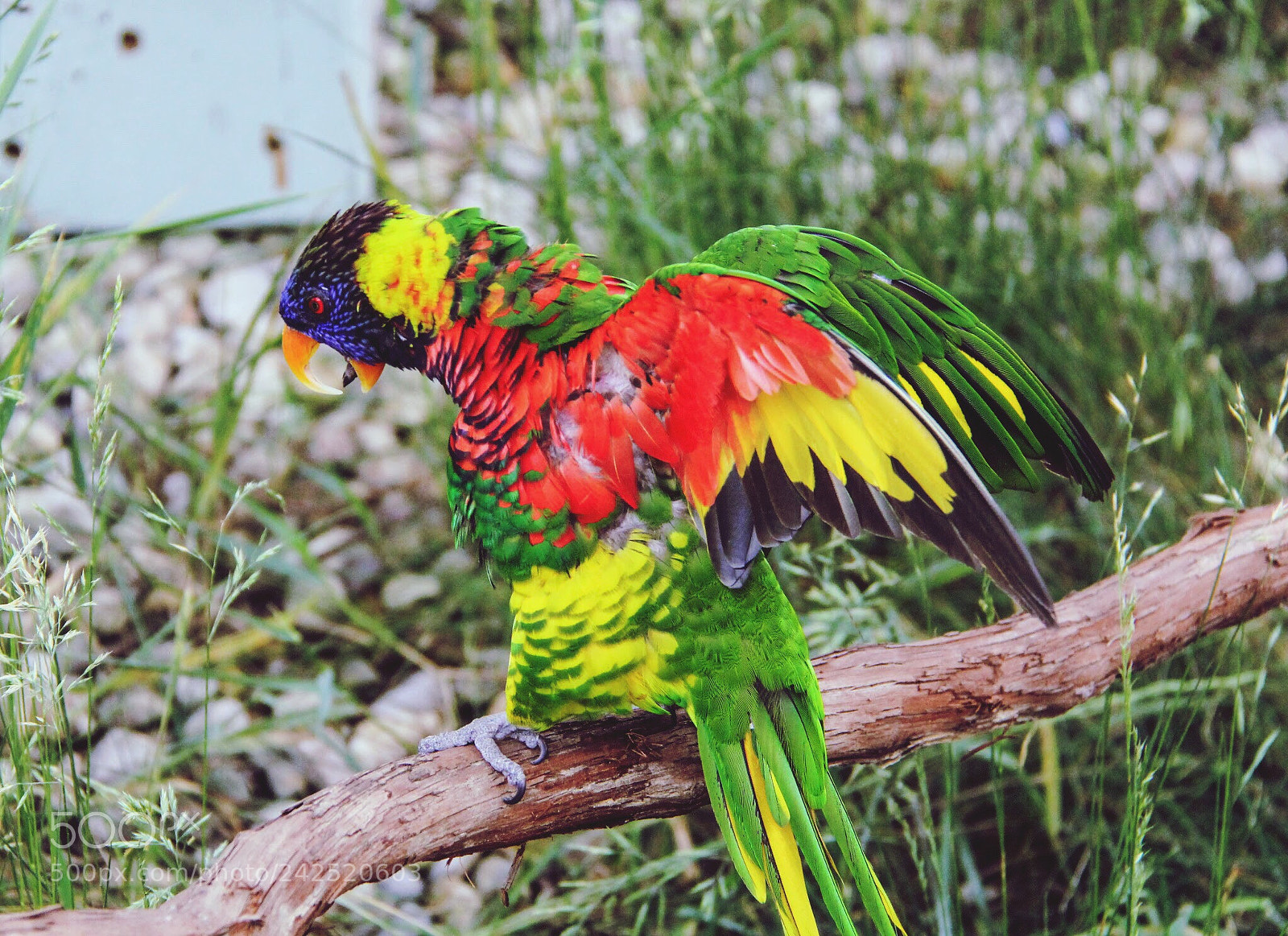 Canon EOS 60D sample photo. Lorikeet at the zoo photography
