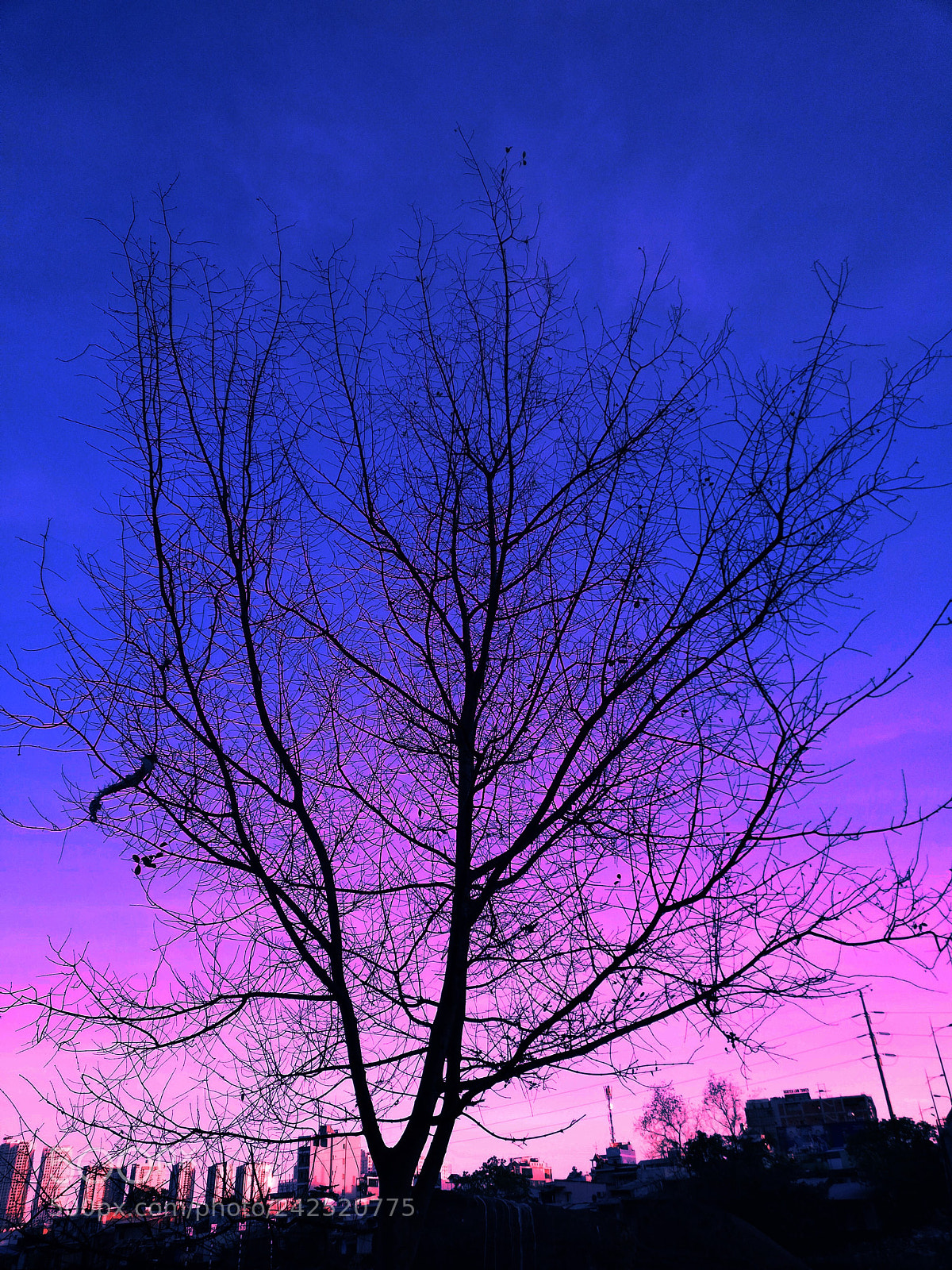 HUAWEI nova 2i sample photo. Hooting photography