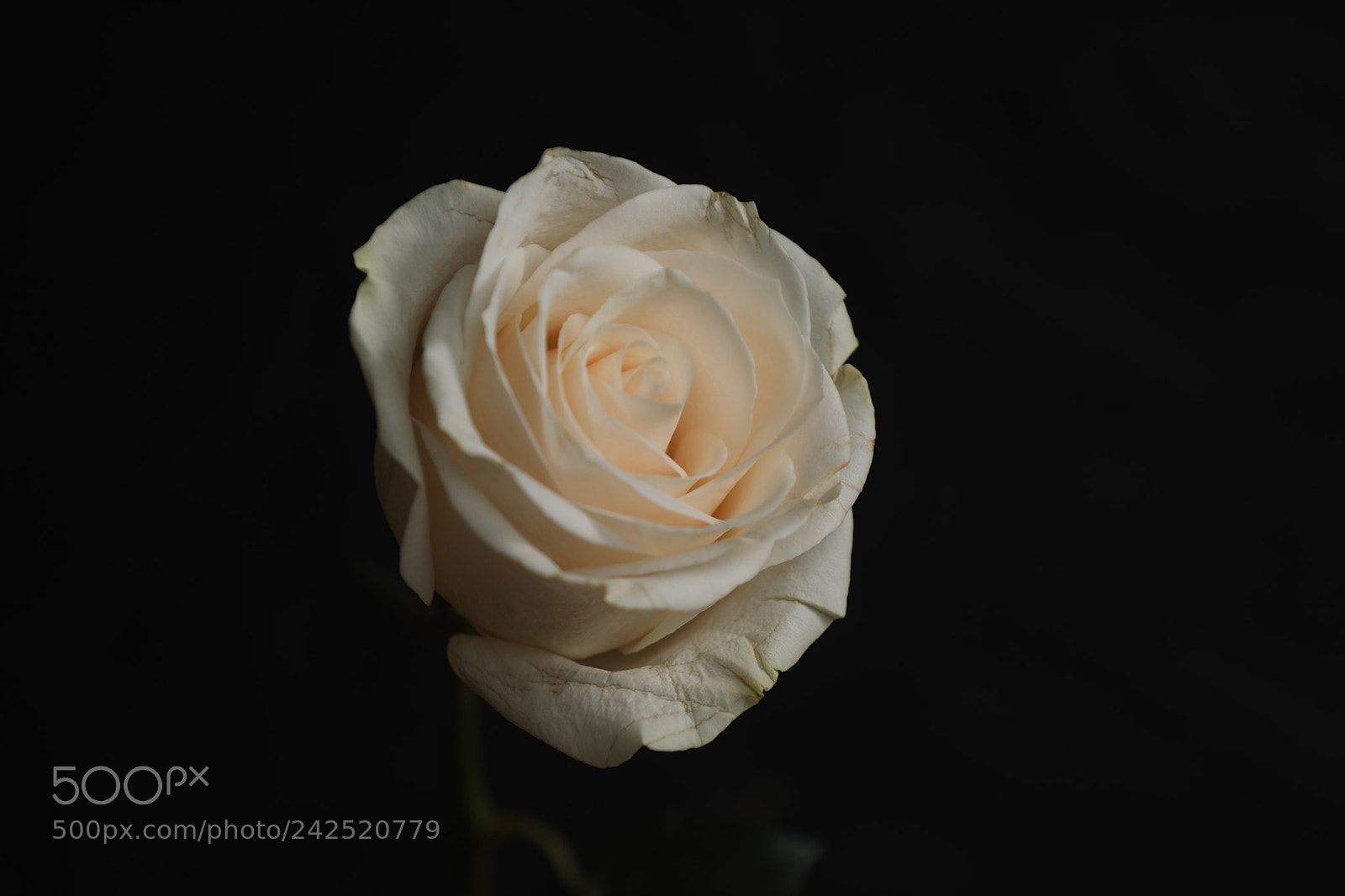 Canon EF 70-200mm F2.8L IS II USM sample photo. Rose photography