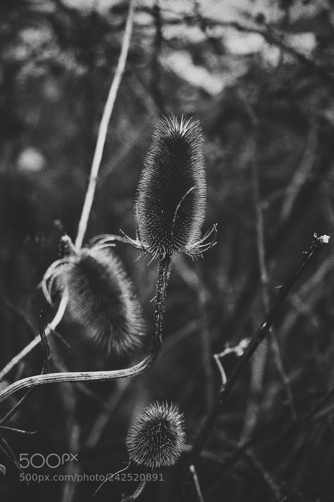 Fujifilm X-T1 sample photo. Winters walk #9 photography