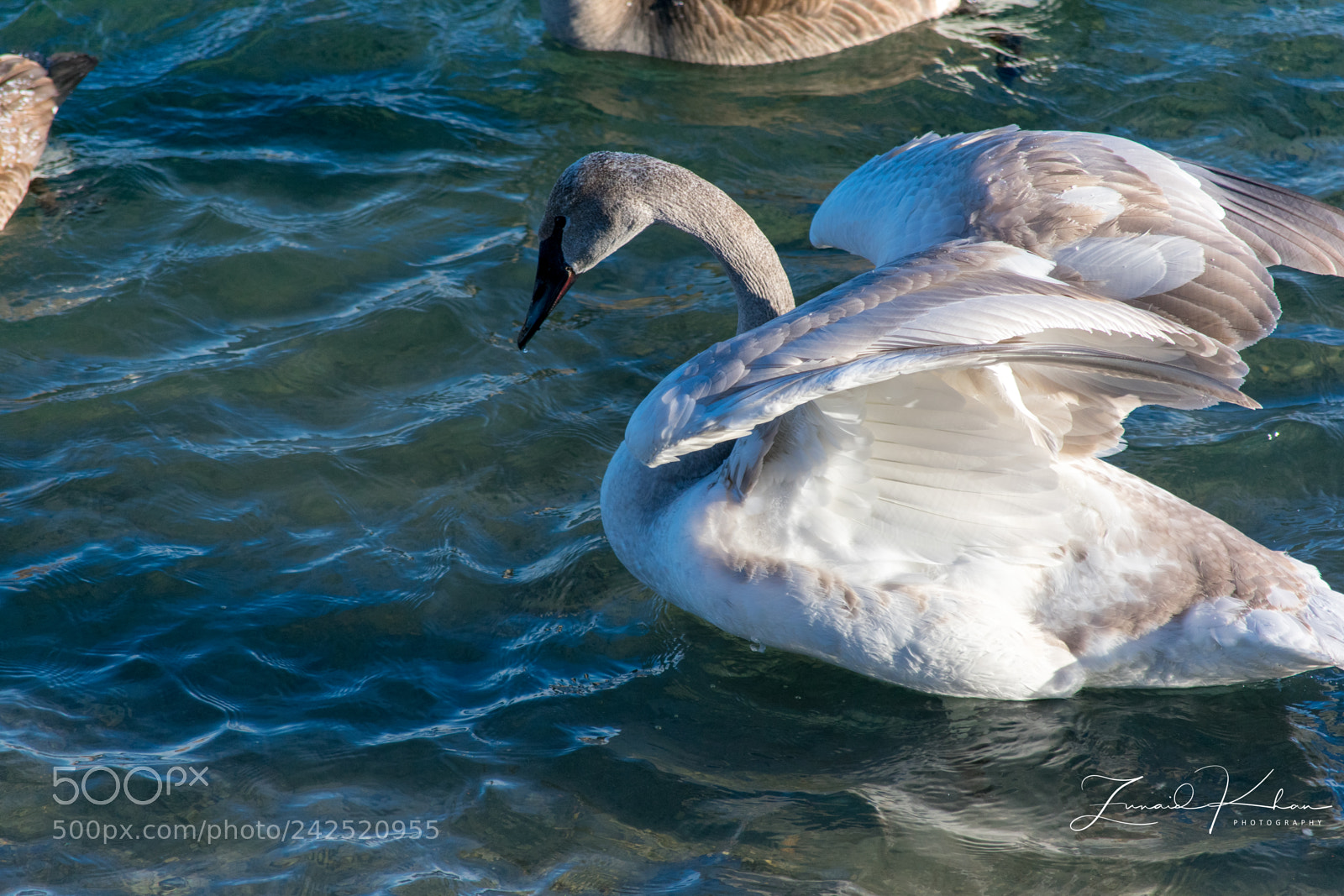 Nikon D3400 sample photo. Wings raised photography