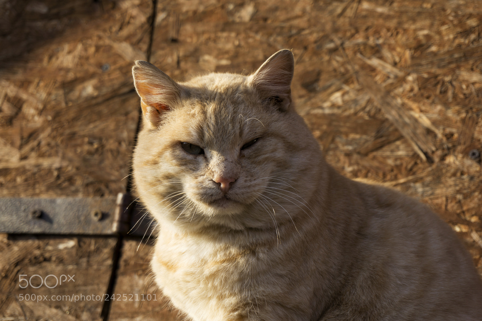 Sony a6000 sample photo. Golden cat photography