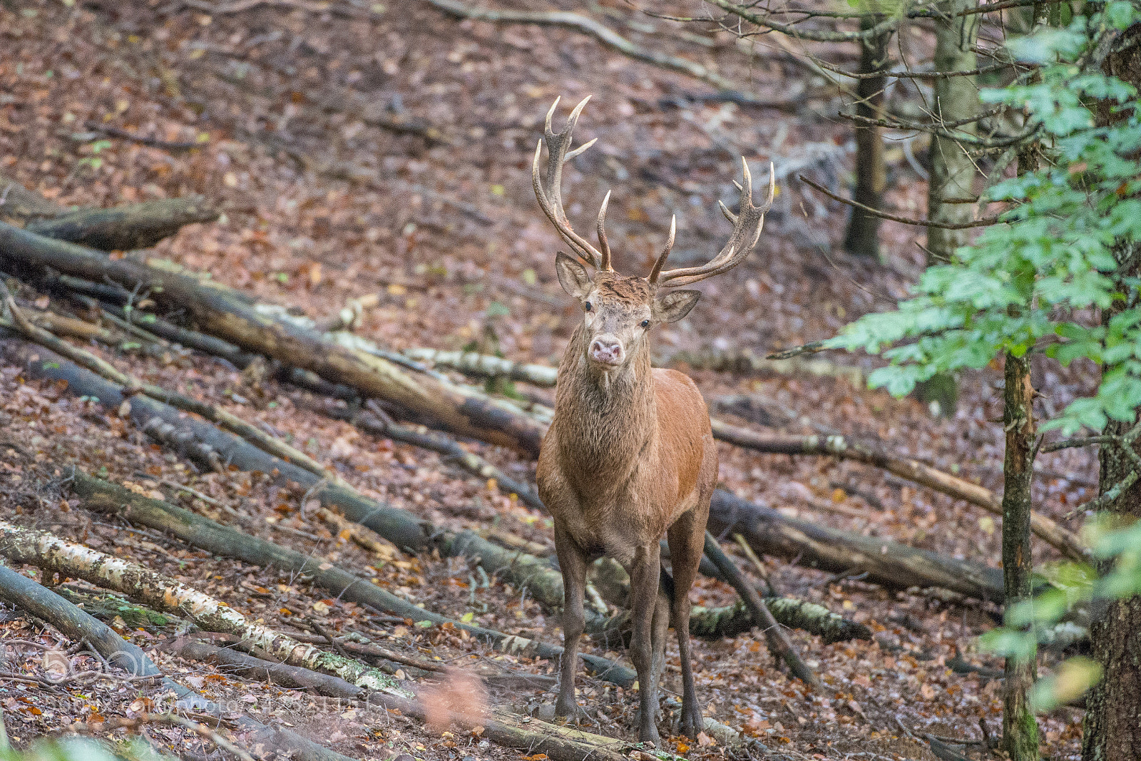 Nikon D4 sample photo. Cerf élaphe (cervus elaphus) photography