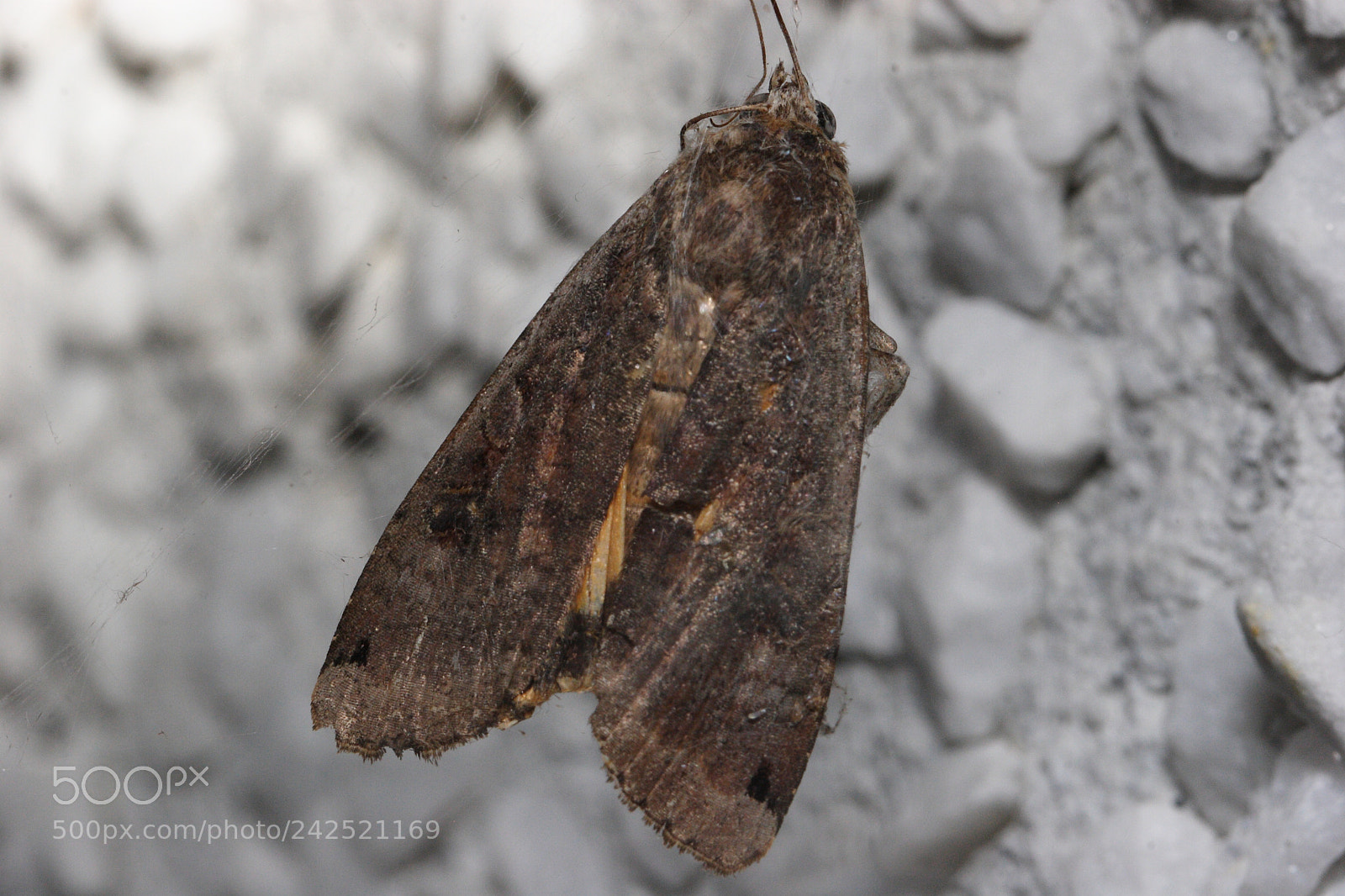 Canon EOS 20D sample photo. Untitled photography