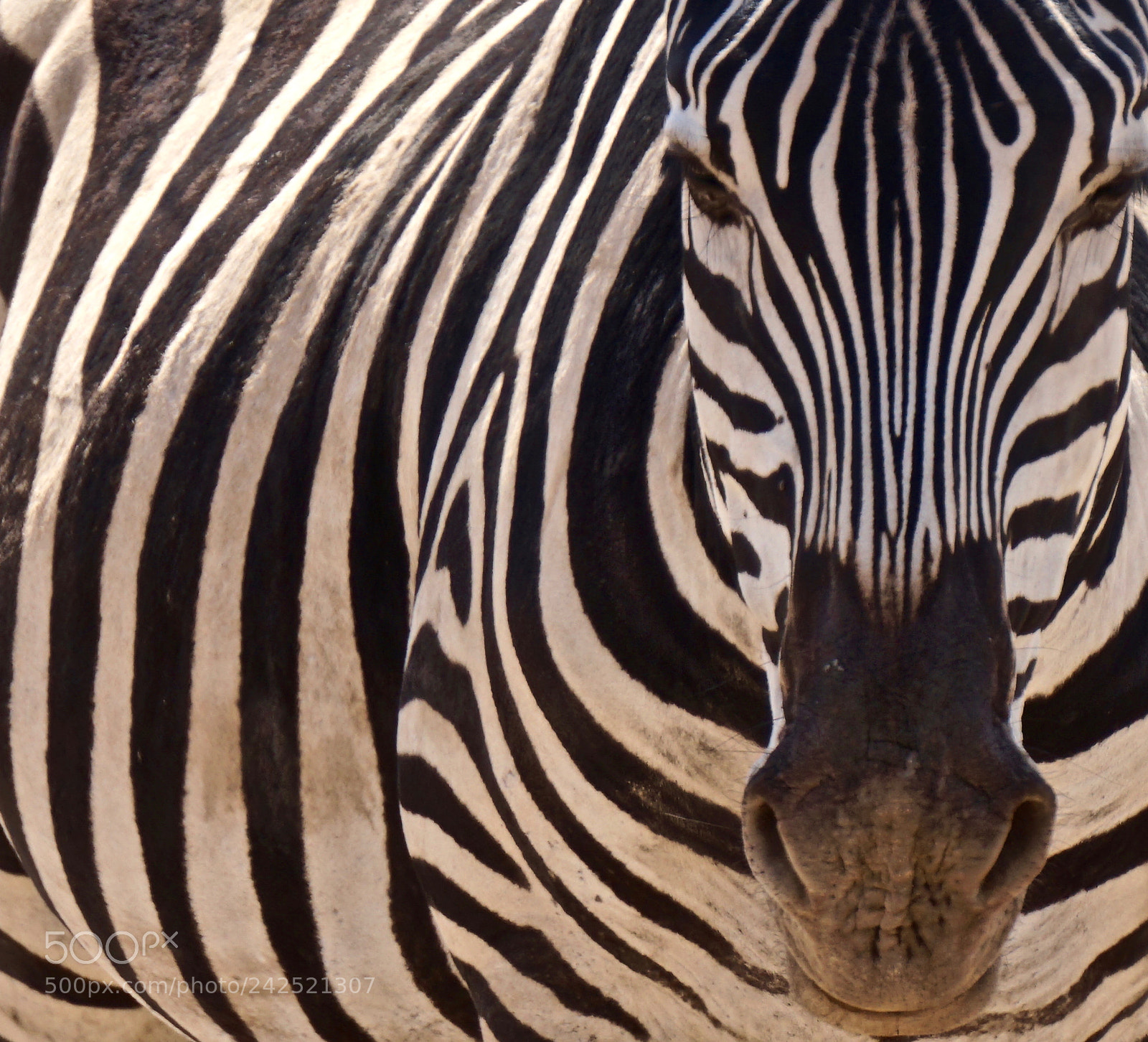 Sony Alpha a5000 (ILCE 5000) sample photo. Zebra at amboseli national photography