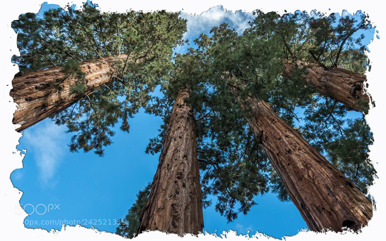 Nikon D500 sample photo. Sequoia photography