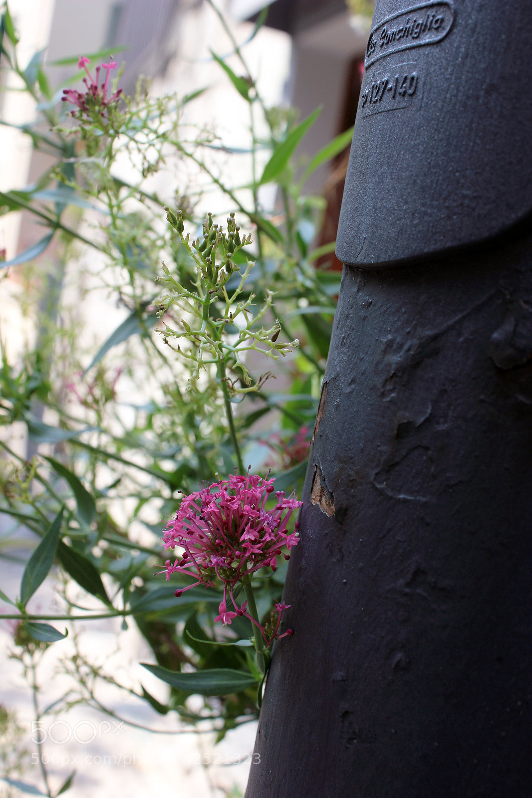 Canon EOS 550D (EOS Rebel T2i / EOS Kiss X4) sample photo. Sadden! photography