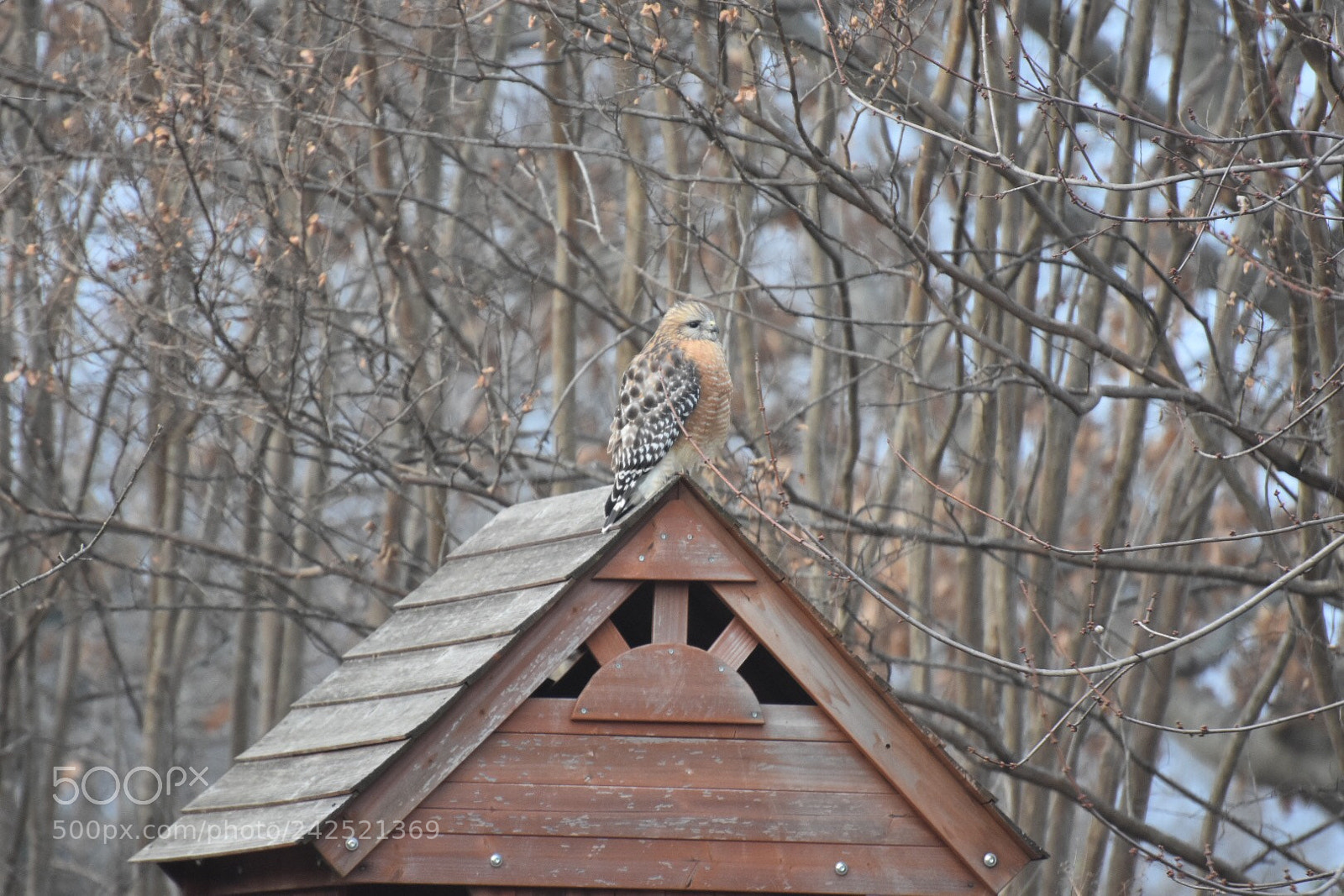 Nikon D7200 sample photo. Untitled photography