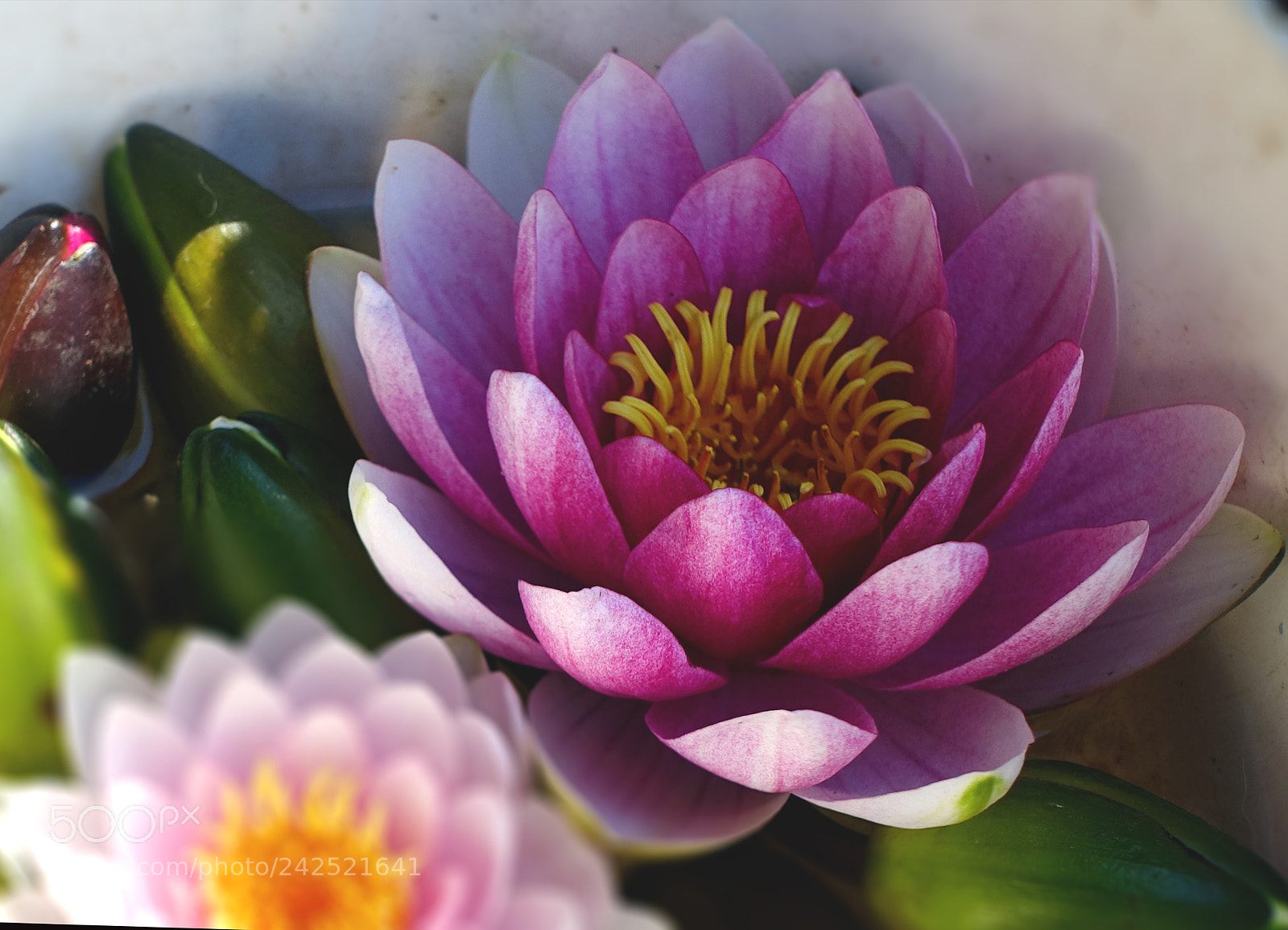 Sony Cyber-shot DSC-RX100 III sample photo. Water-lilly photography