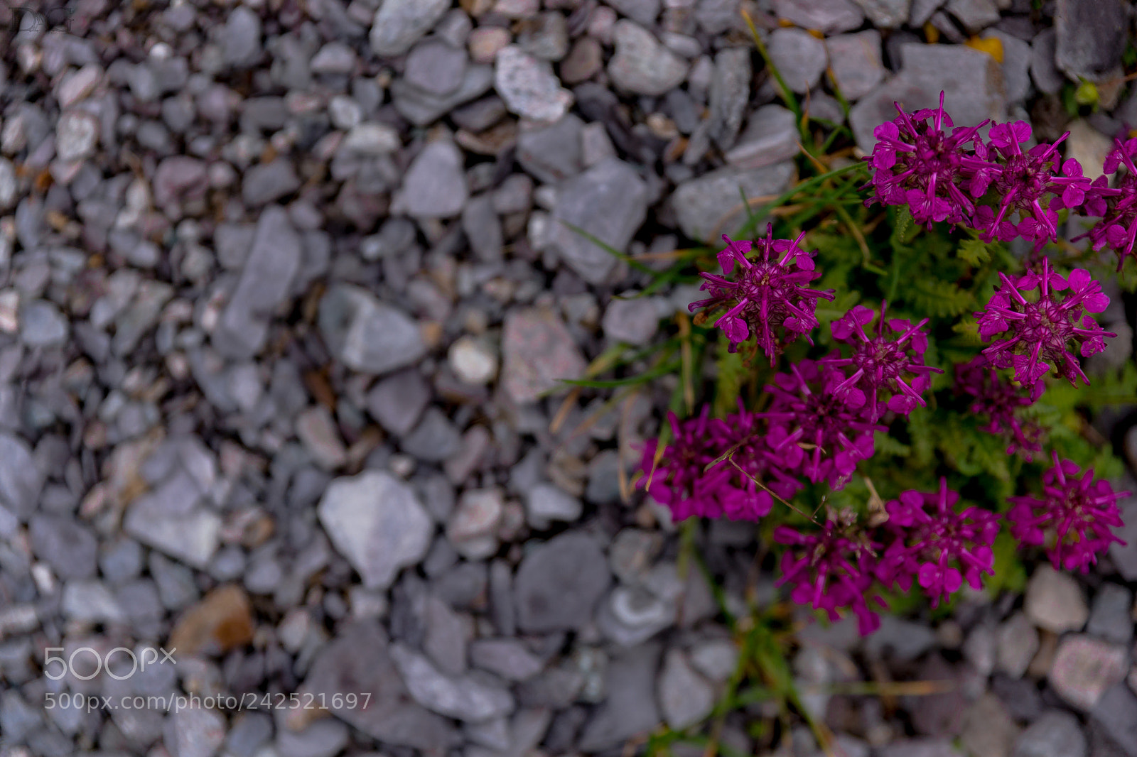 Sony SLT-A99V sample photo. Alpenblume - 02 photography