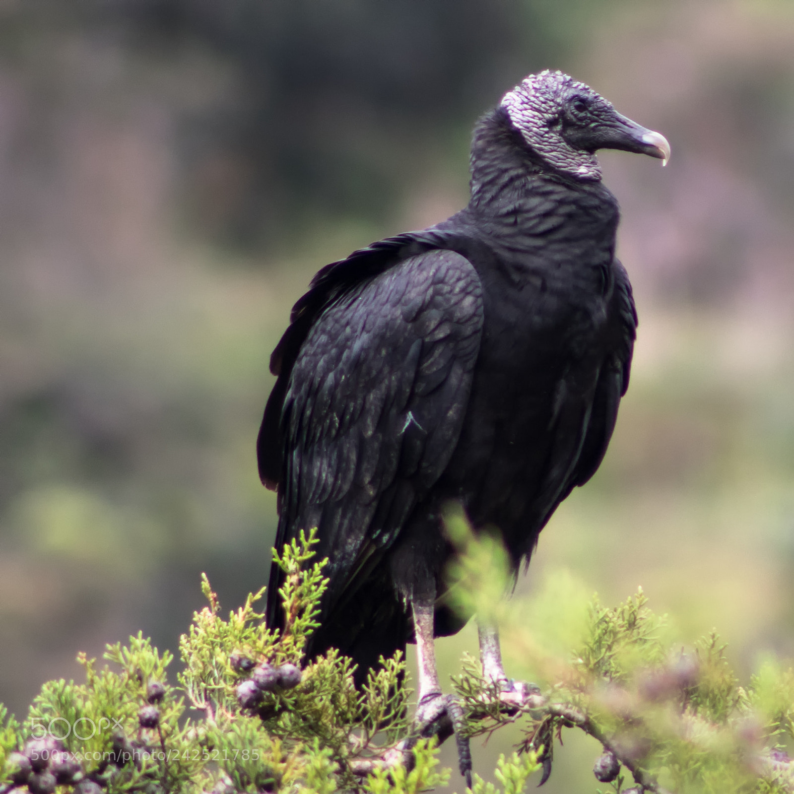 Canon EOS 750D (EOS Rebel T6i / EOS Kiss X8i) sample photo. Gallinazo photography