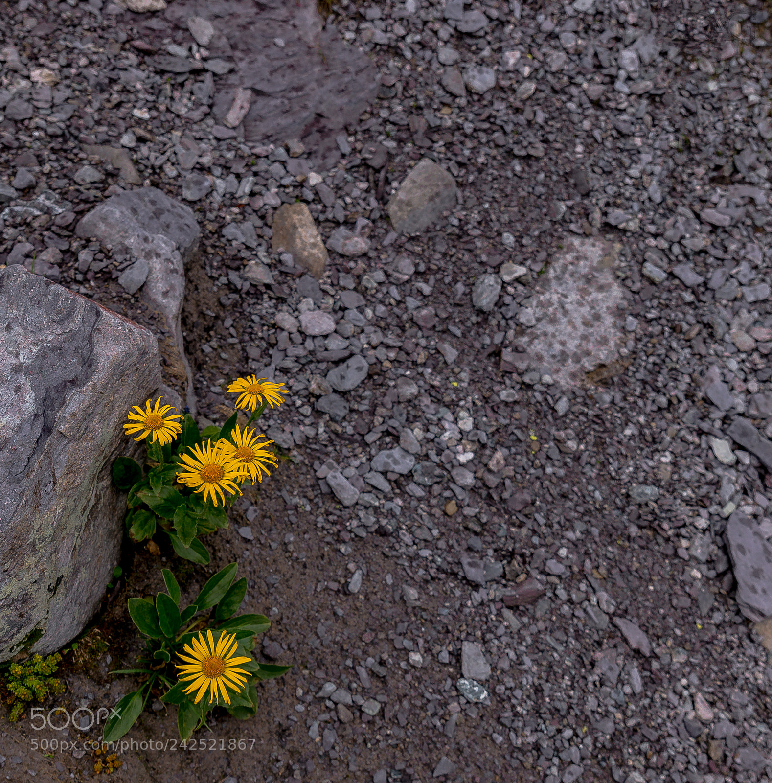 Sony SLT-A99V sample photo. Alpenblume - 03 photography