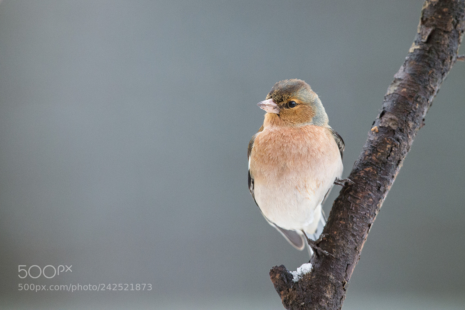 Nikon D4S sample photo. Pinson des arbres fringilla photography