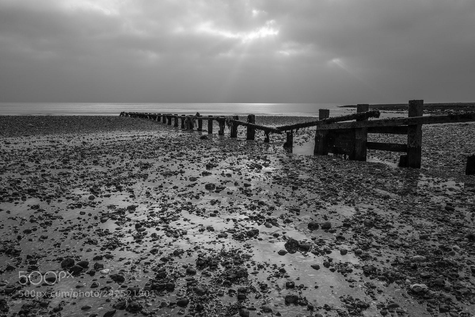 Nikon D810 sample photo. Wide open photography