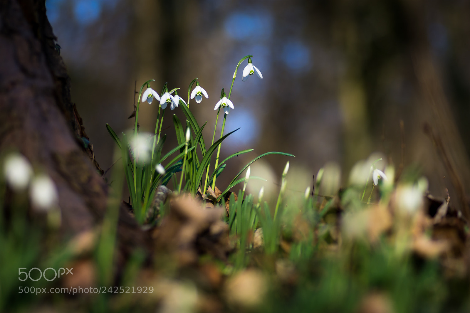 Nikon D7200 sample photo. Perce-neige photography