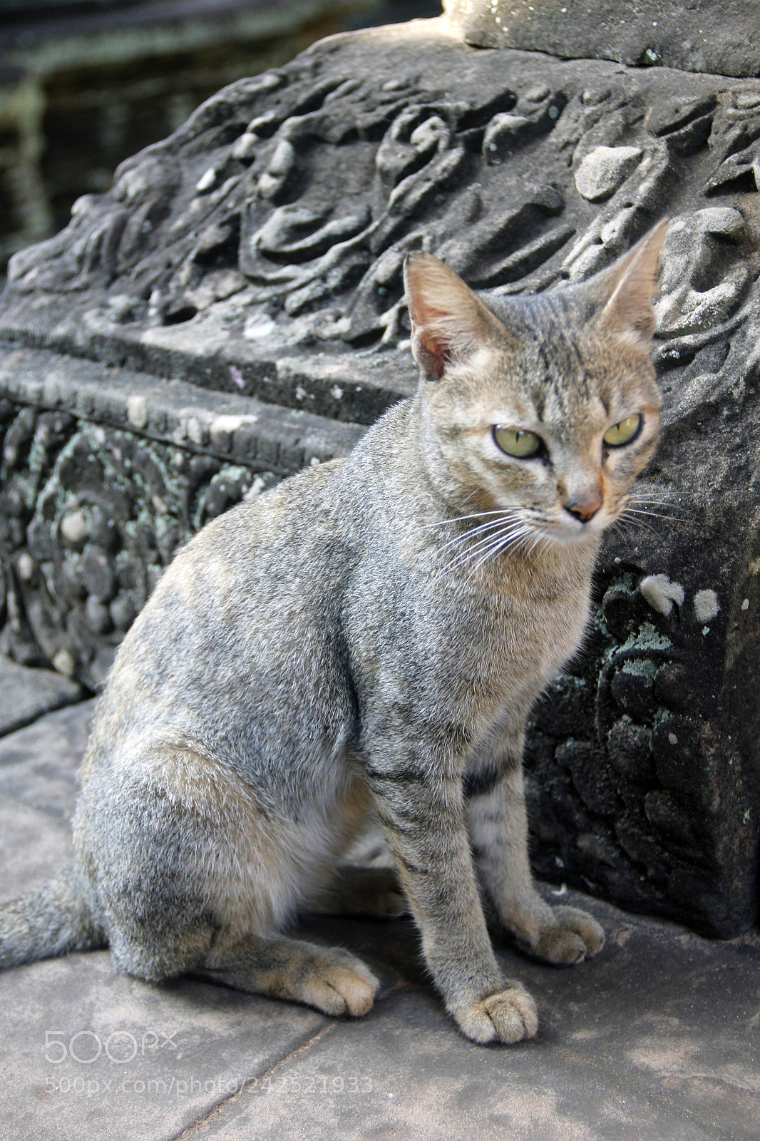 Canon EOS 550D (EOS Rebel T2i / EOS Kiss X4) sample photo. The guardian of the photography