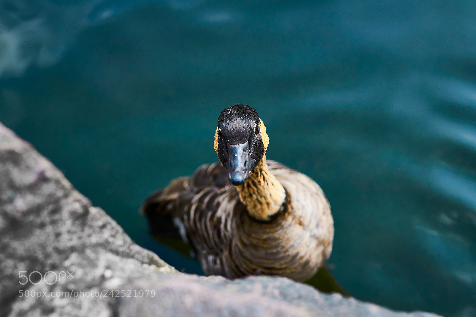 Nikon D5100 sample photo. Duckface photography