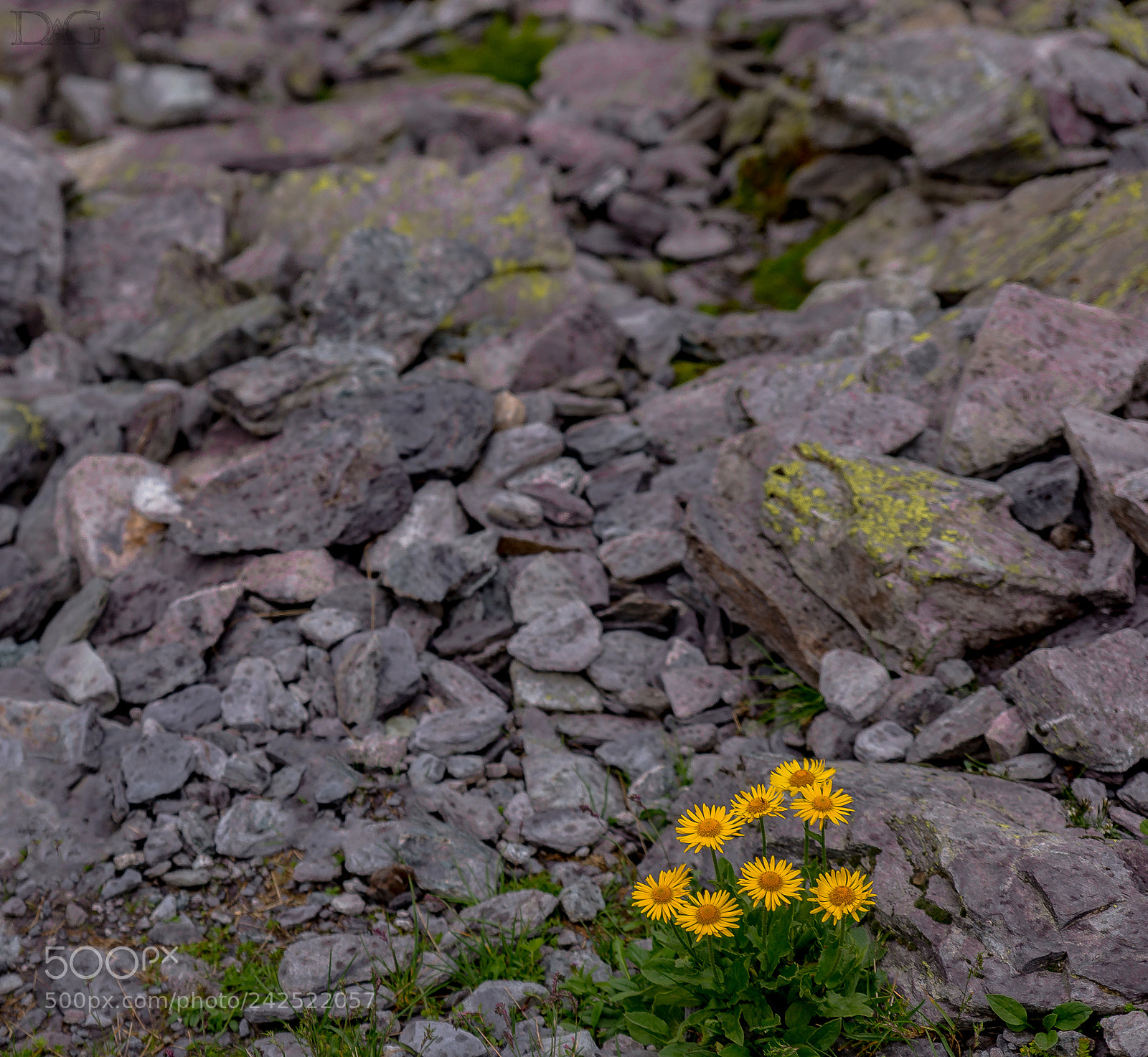 Sony SLT-A99V sample photo. Alpenblume - 004 photography