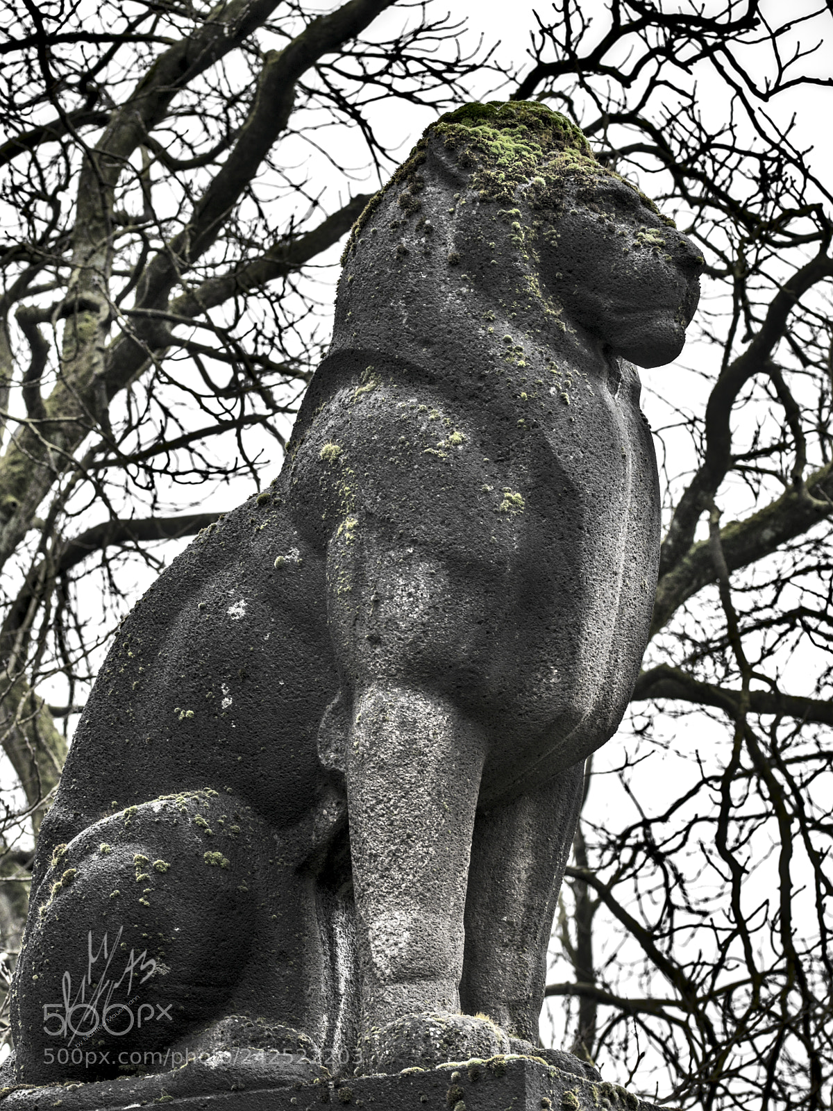 Nikon D90 sample photo. Bigheaded + inflexible = moss ?! photography