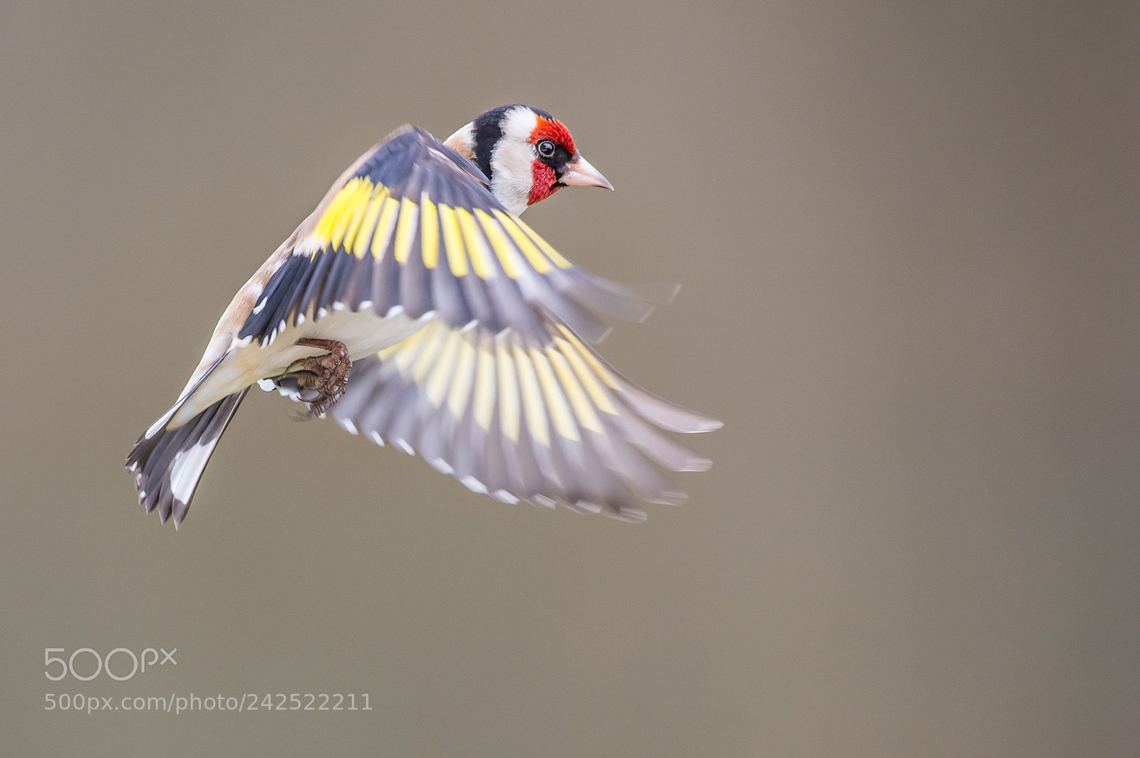 Nikon D4S sample photo. Chardonneret l gant carduelis photography