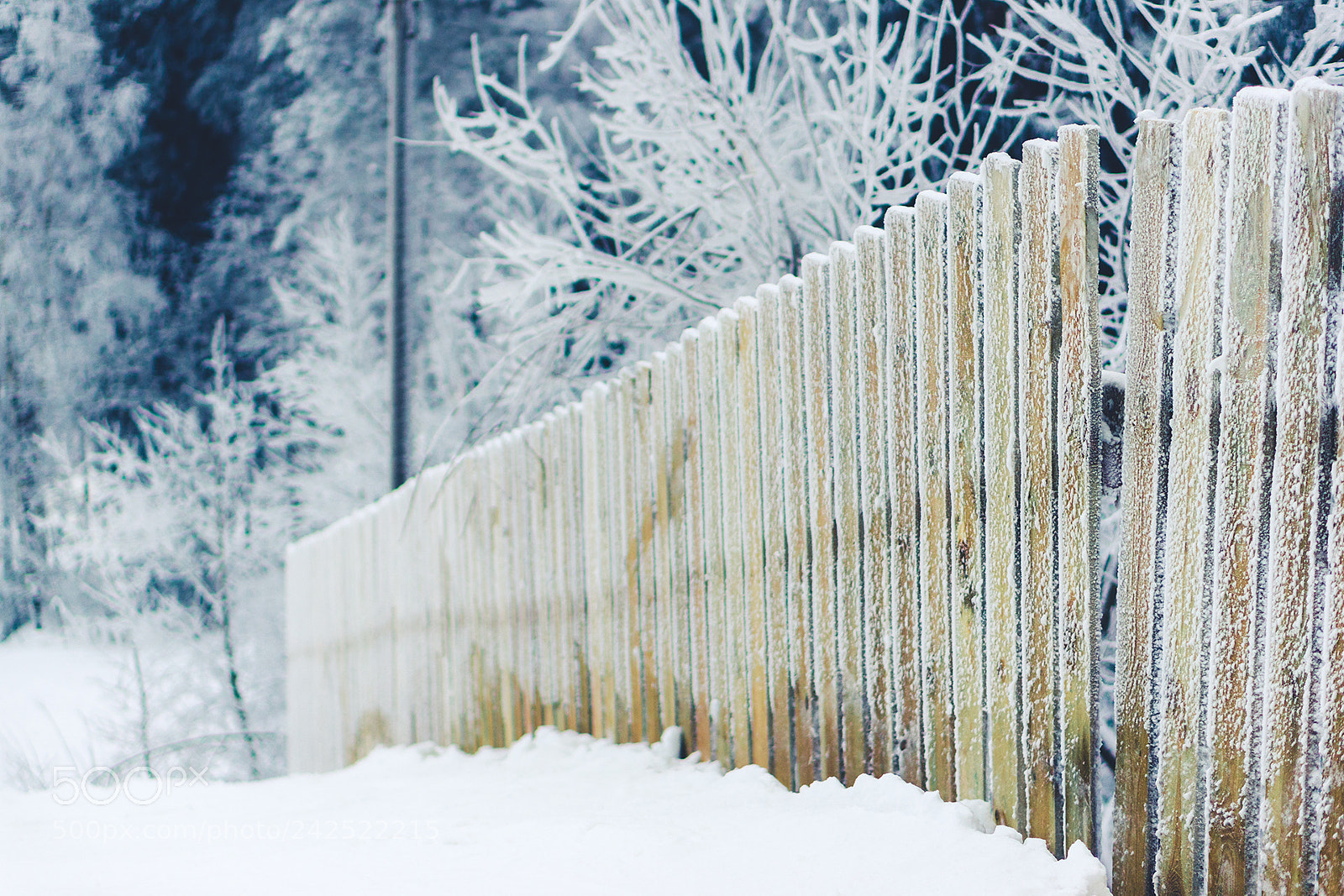 Sony Alpha NEX-6 sample photo. Frost photography