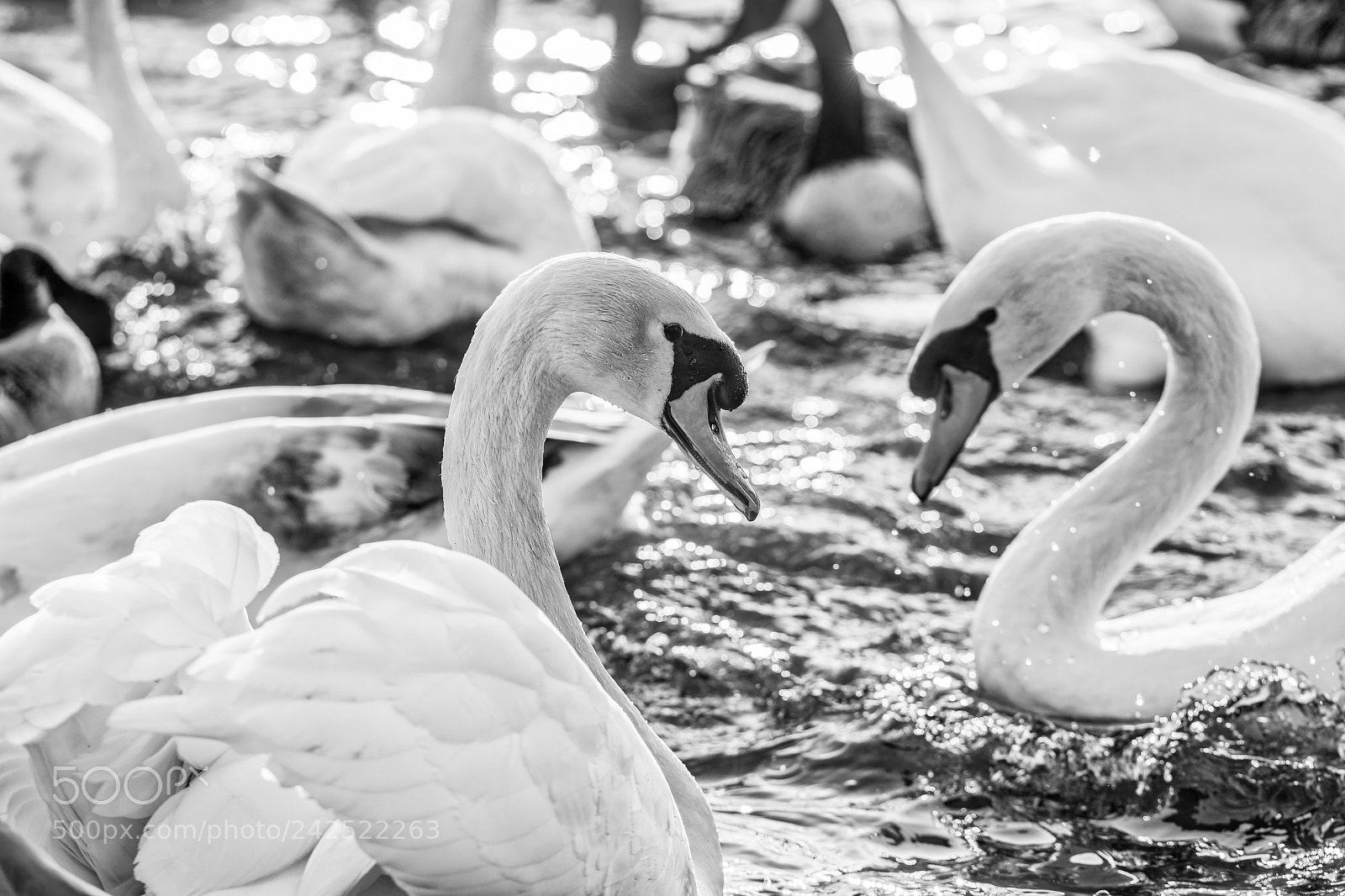 Nikon D500 sample photo. Cygne au lac de photography