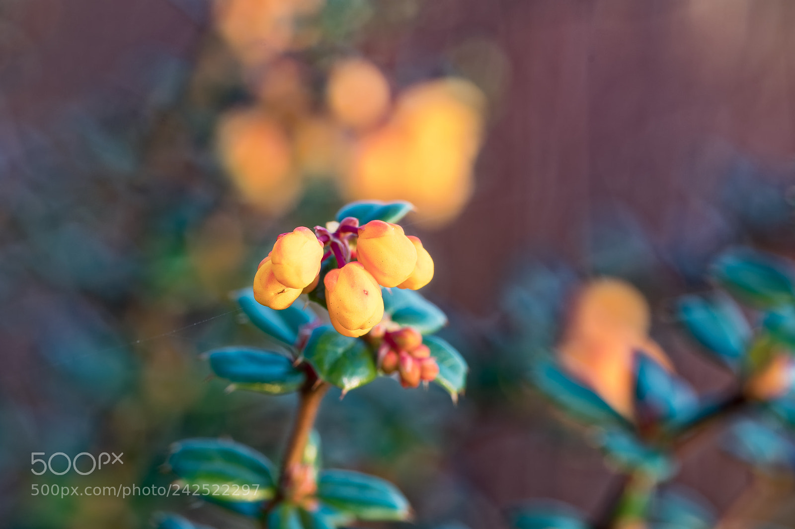 Nikon D500 sample photo. Macro au lac de photography