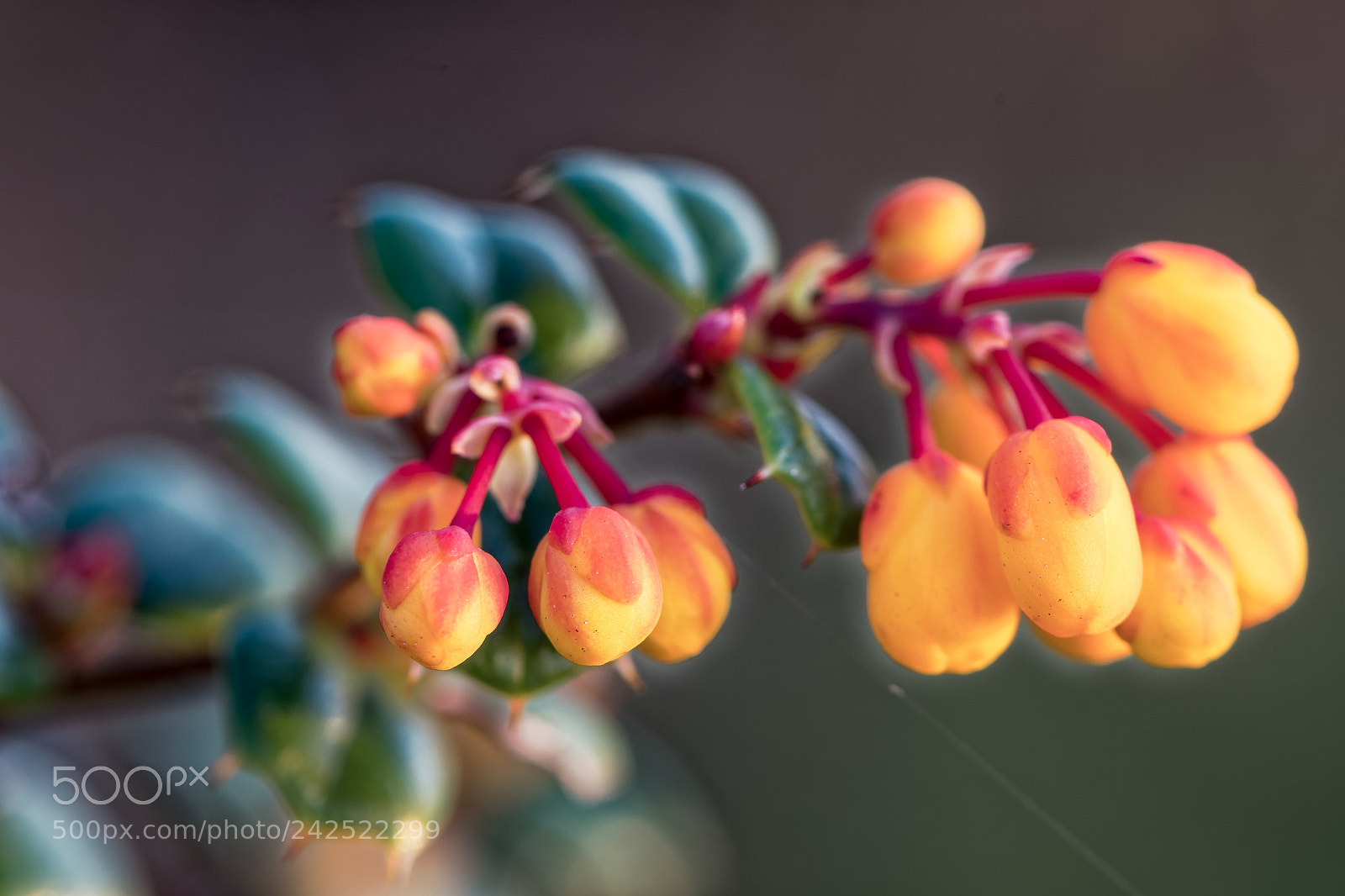 Nikon D500 sample photo. Macro au lac de photography