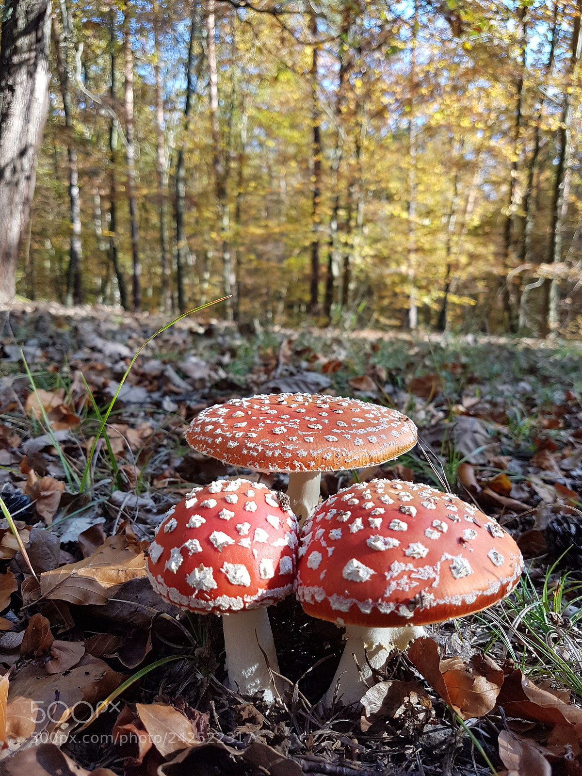 Samsung Galaxy S7 Edge sample photo. Trio photography
