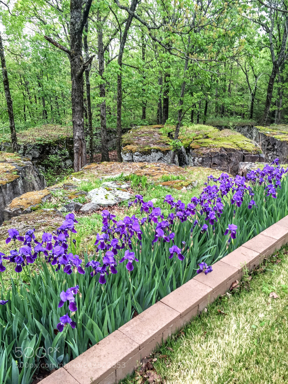 Apple iPhone 6 sample photo. Spring fever photography