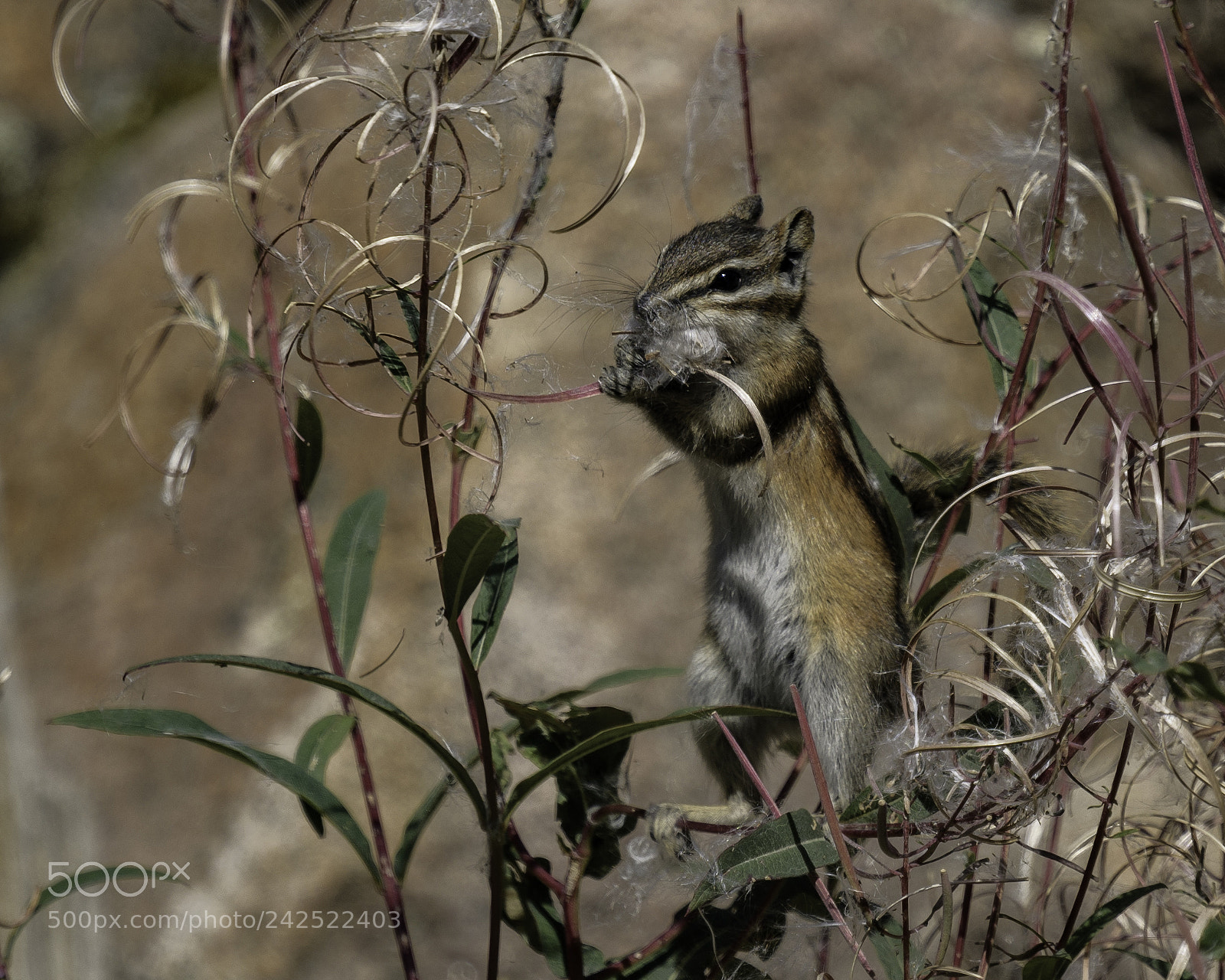 Nikon D500 sample photo. Gathering photography