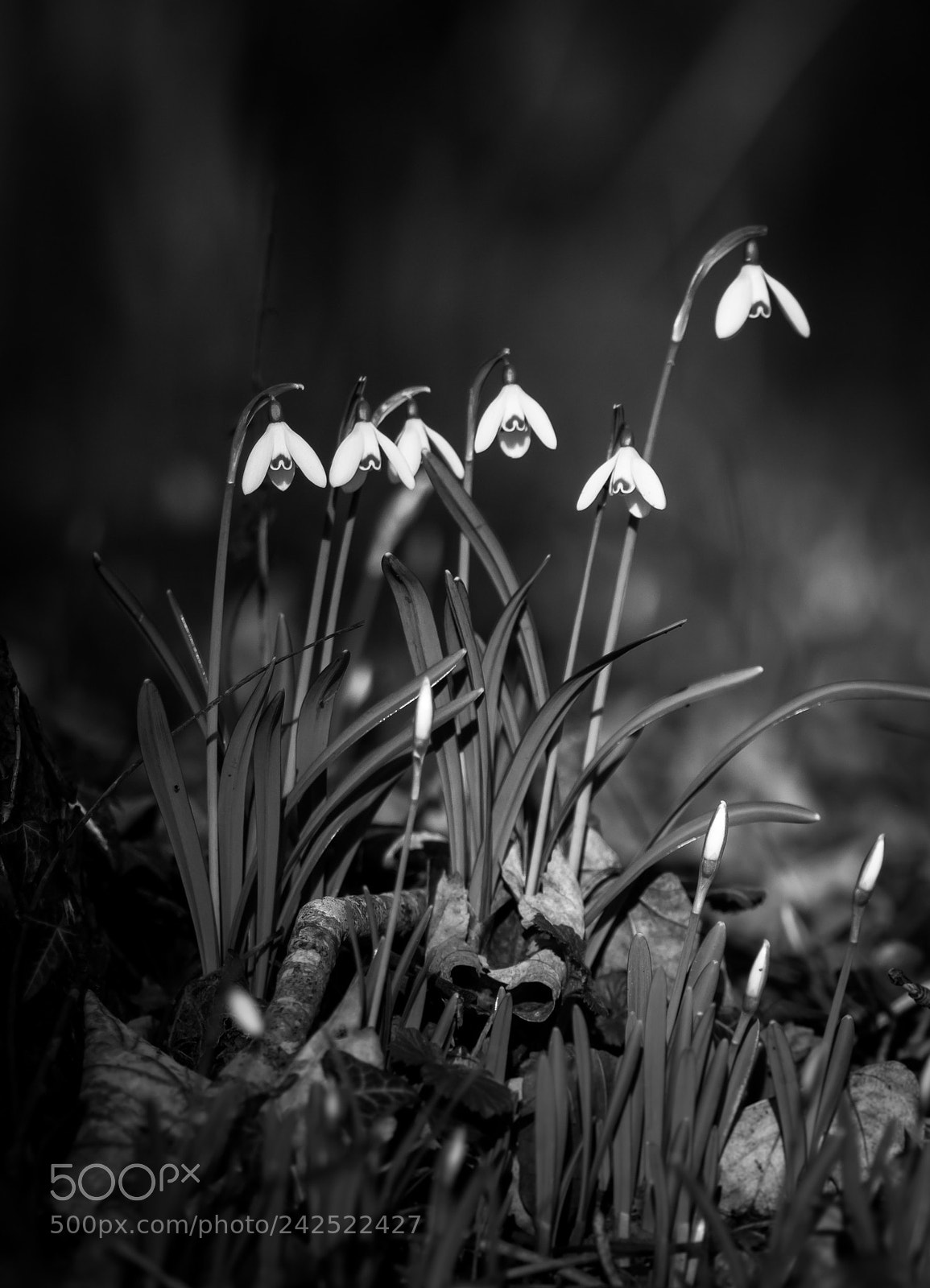 Nikon D7200 sample photo. Signs of spring photography