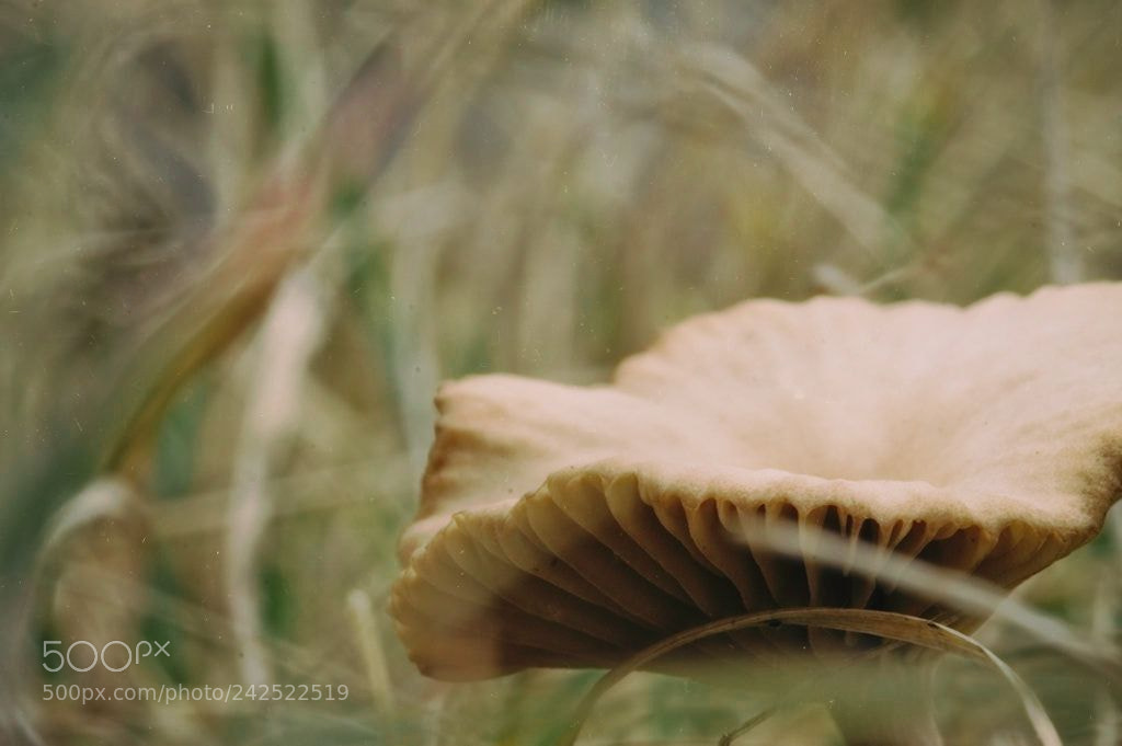 Canon EOS 1100D (EOS Rebel T3 / EOS Kiss X50) sample photo. Magic mushroom photography