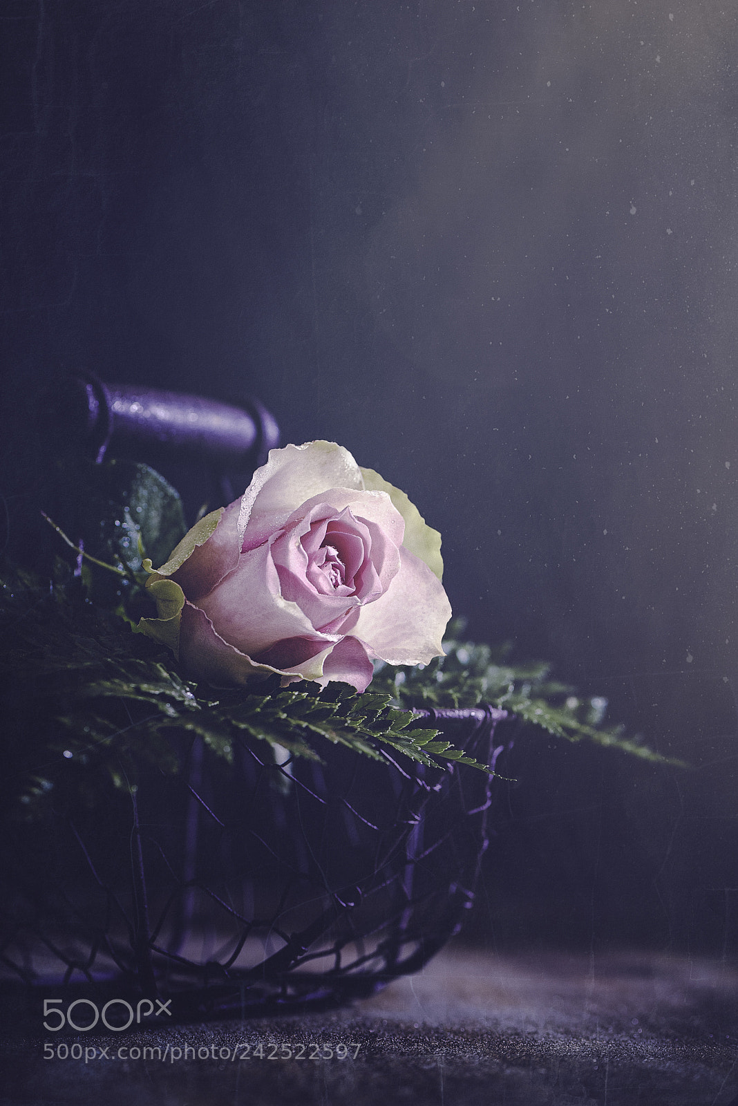 Nikon D600 sample photo. A beauty pink photography