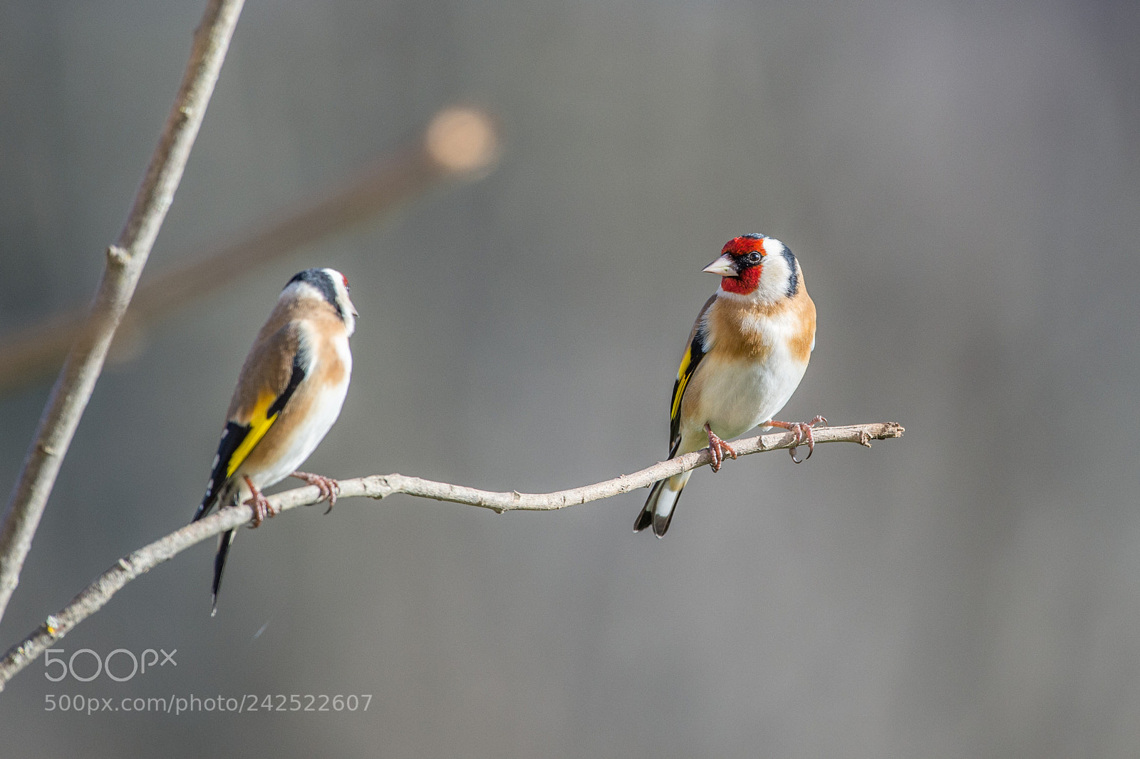 Nikon D4S sample photo. Chardonnerets l gants carduelis photography