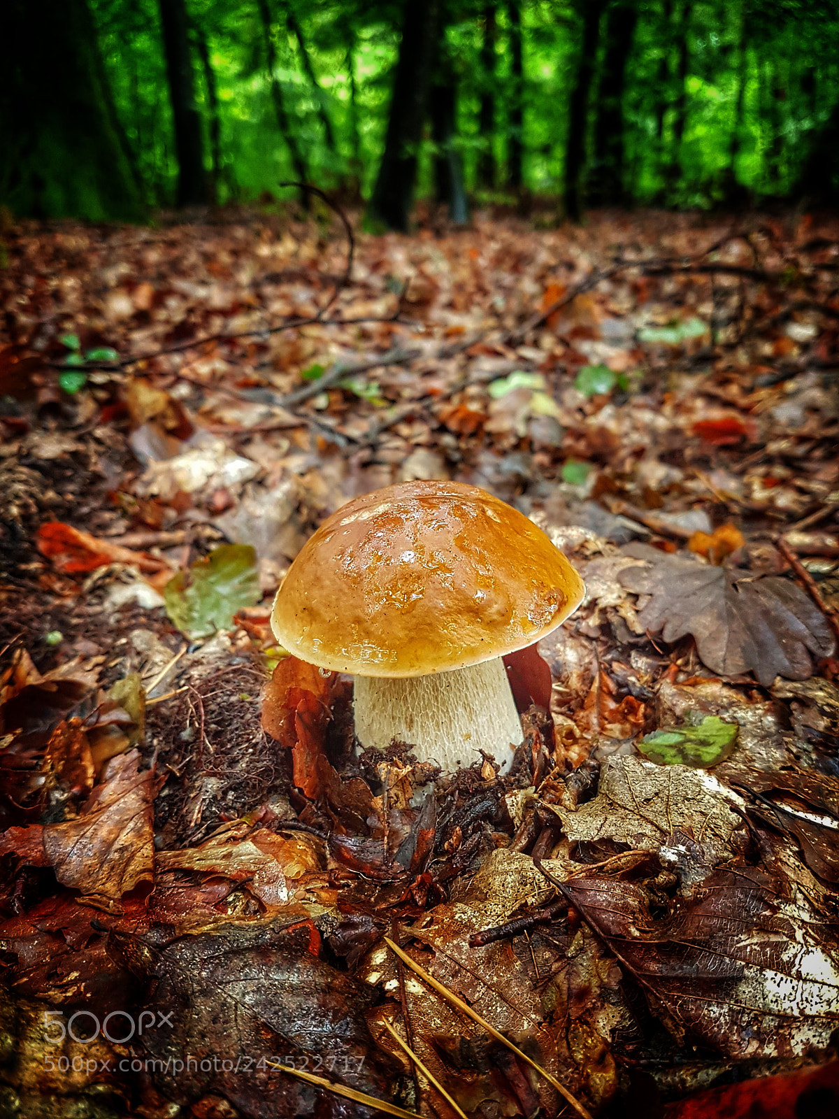 Samsung Galaxy S7 Edge sample photo. Mushroom photography