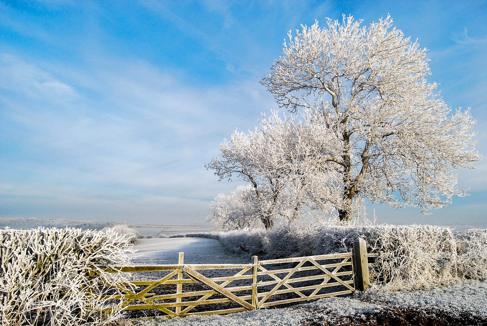 Nikon D40X sample photo. Ice morning photography