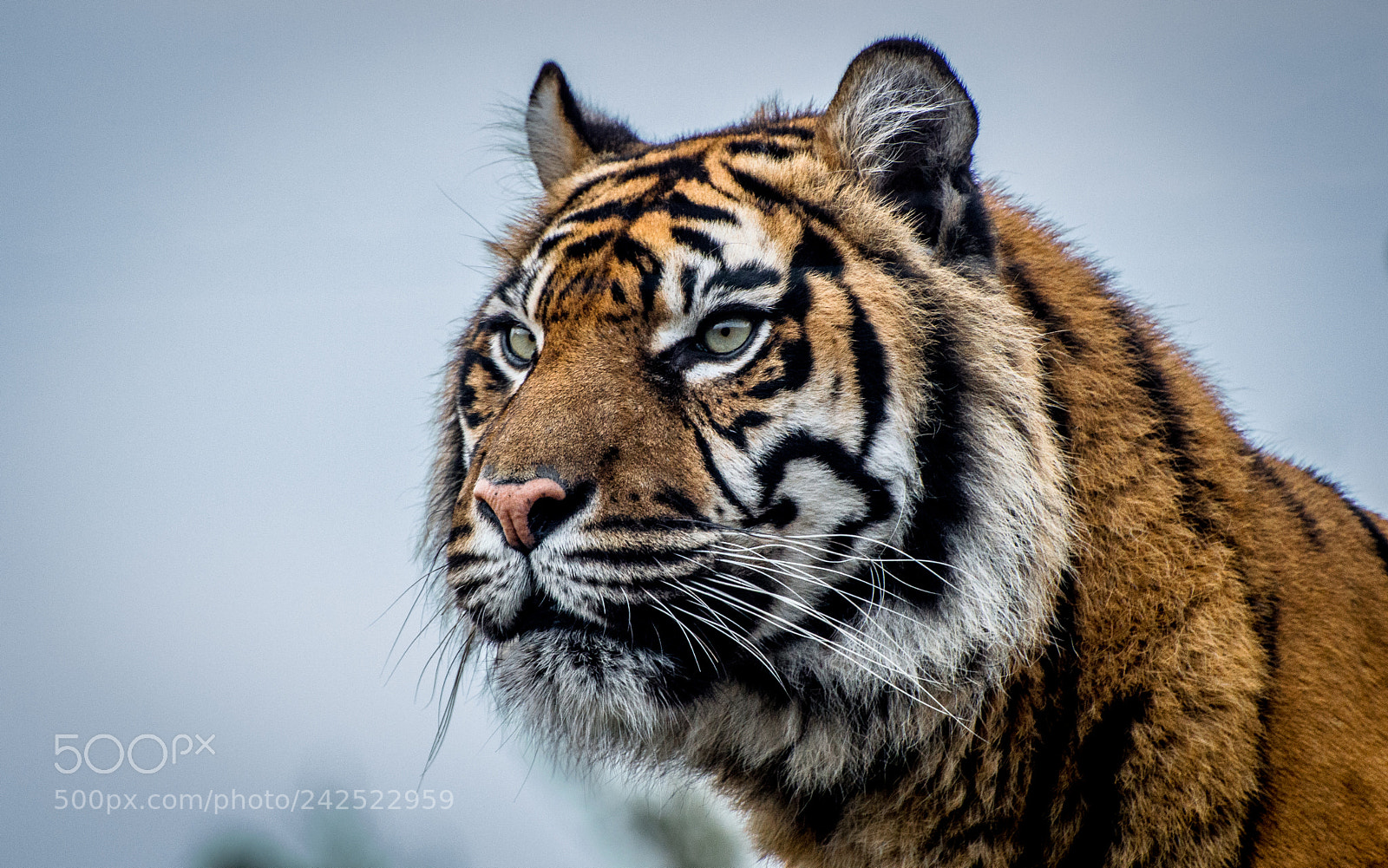 Nikon D3200 sample photo. A big cat posing! photography
