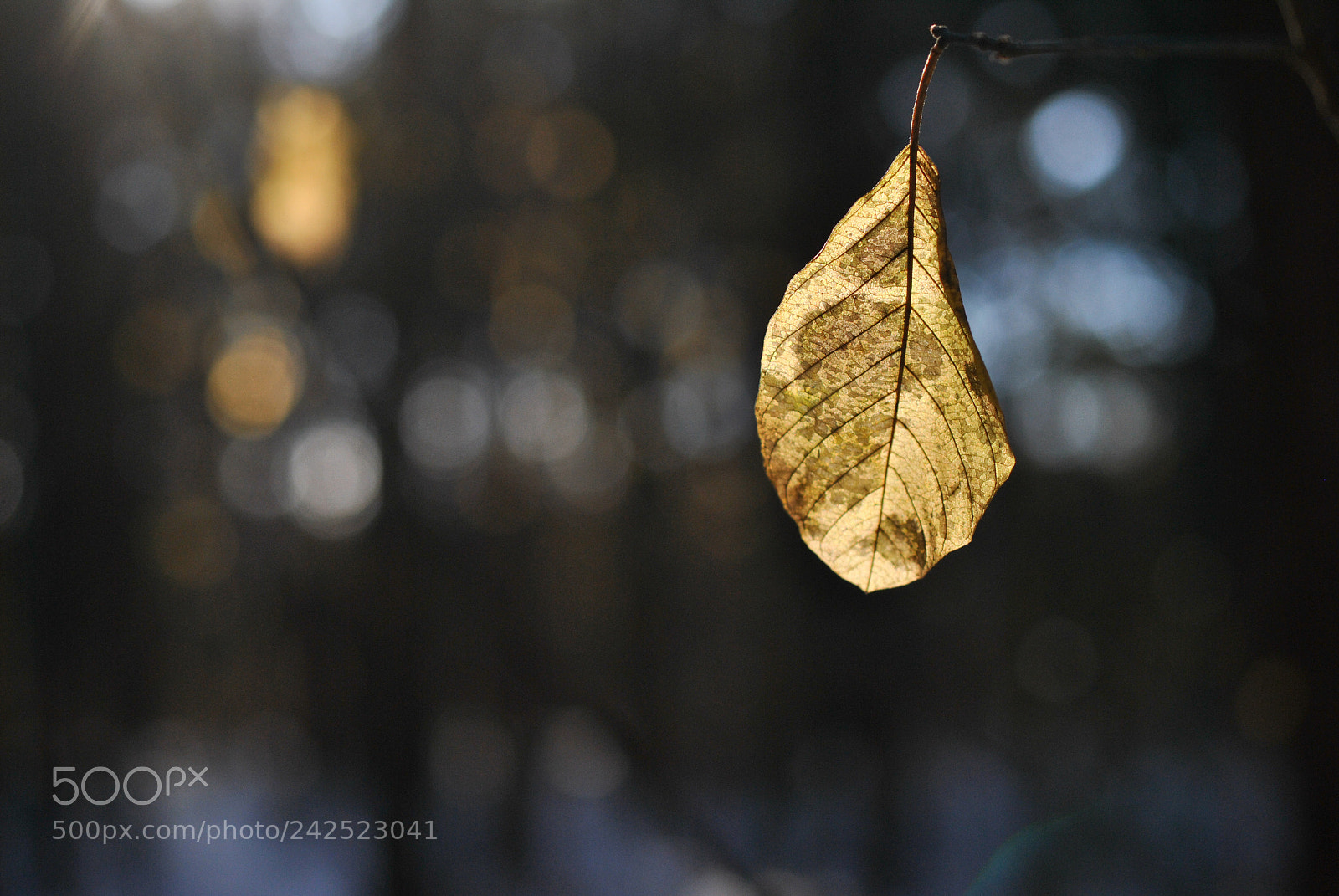 Nikon D3000 sample photo. Golden leaf in the photography
