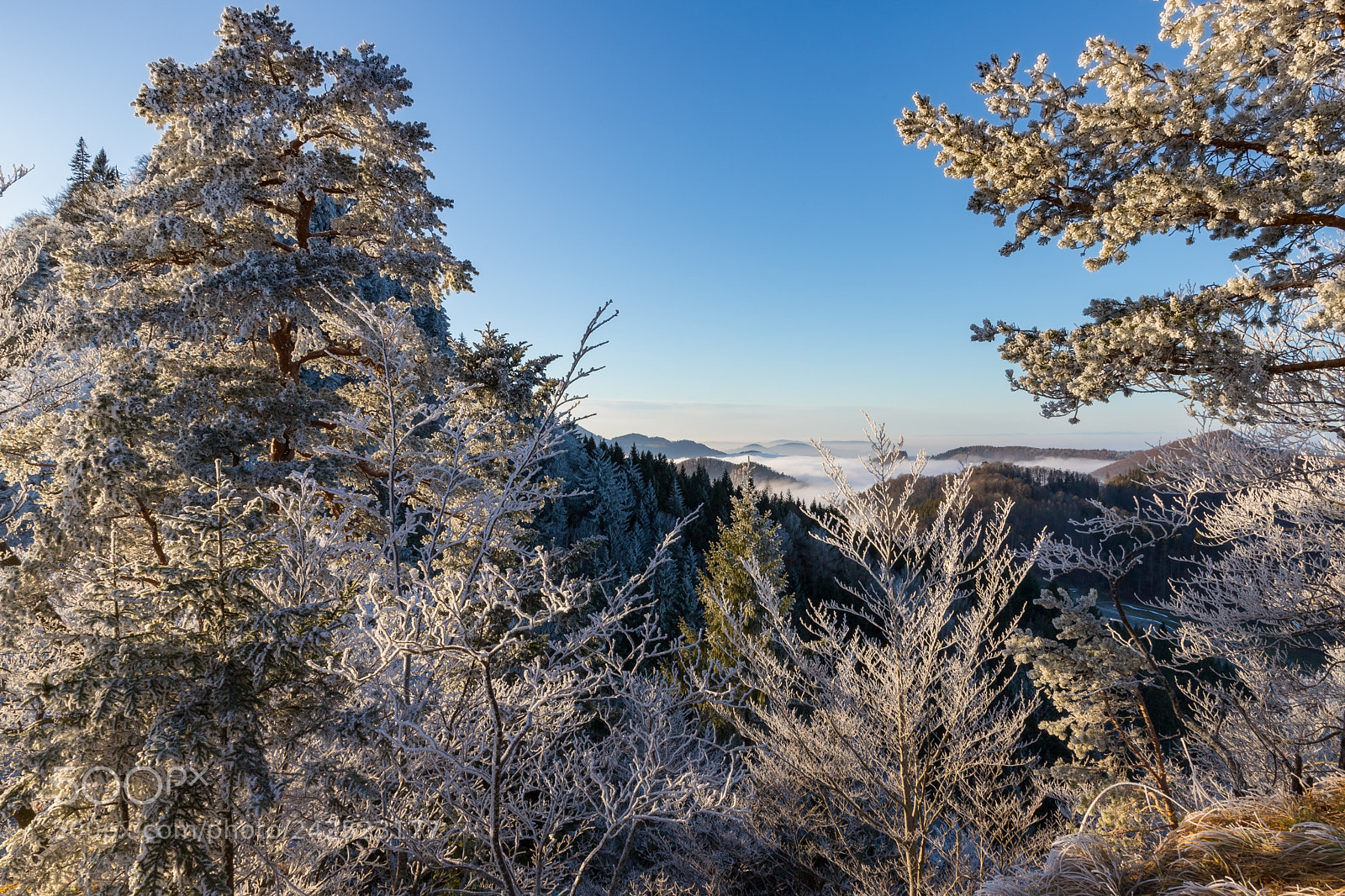 Canon EOS 6D Mark II sample photo. Frozen trees photography