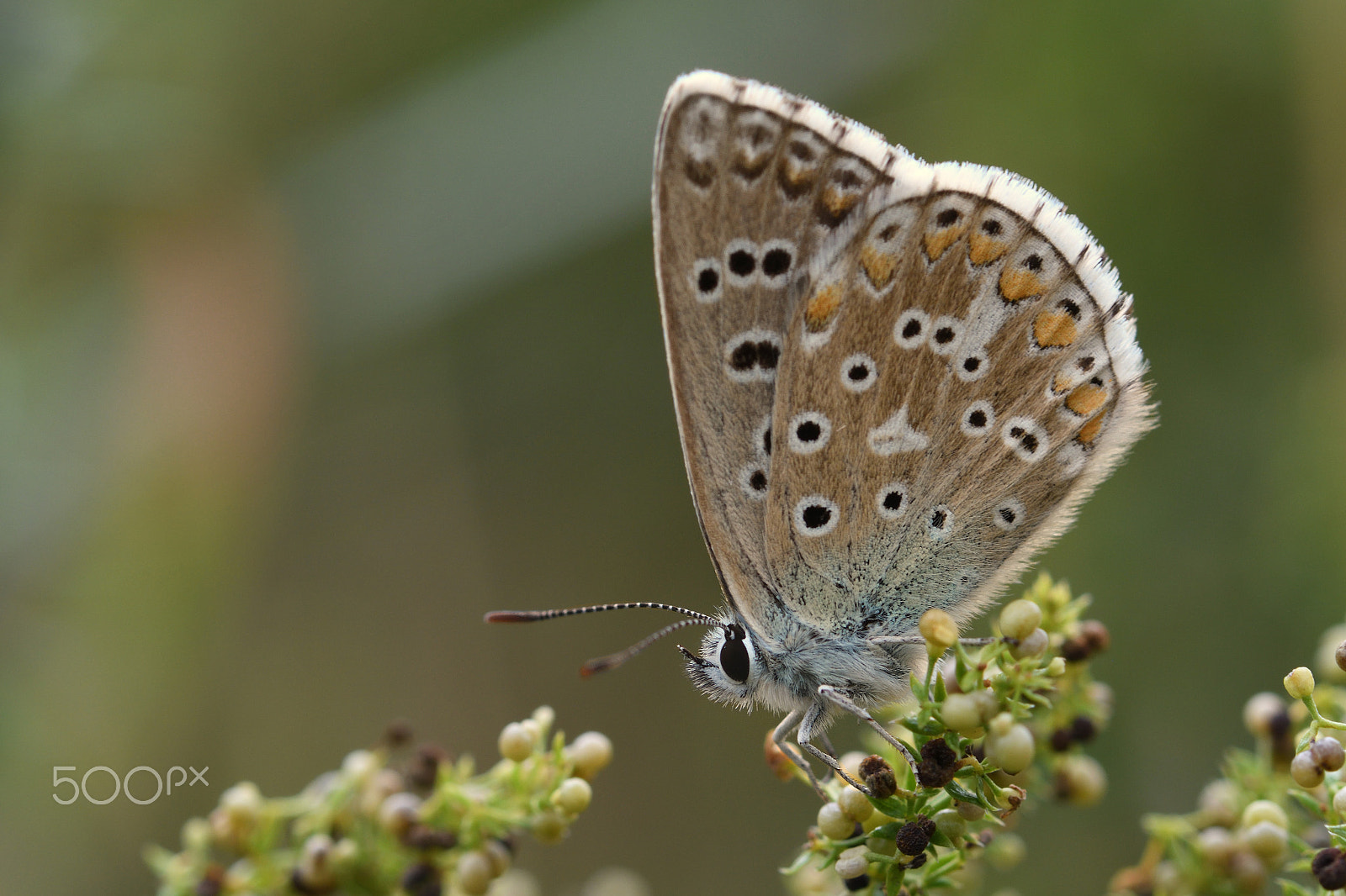 Nikon AF-S Micro-Nikkor 105mm F2.8G IF-ED VR sample photo. Butterfly photography