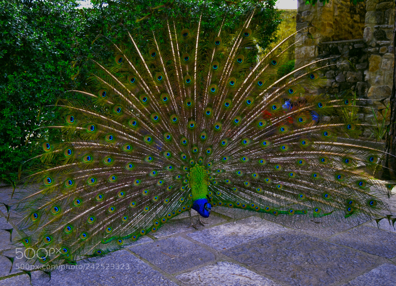 Nikon D3100 sample photo. Pavo real photography