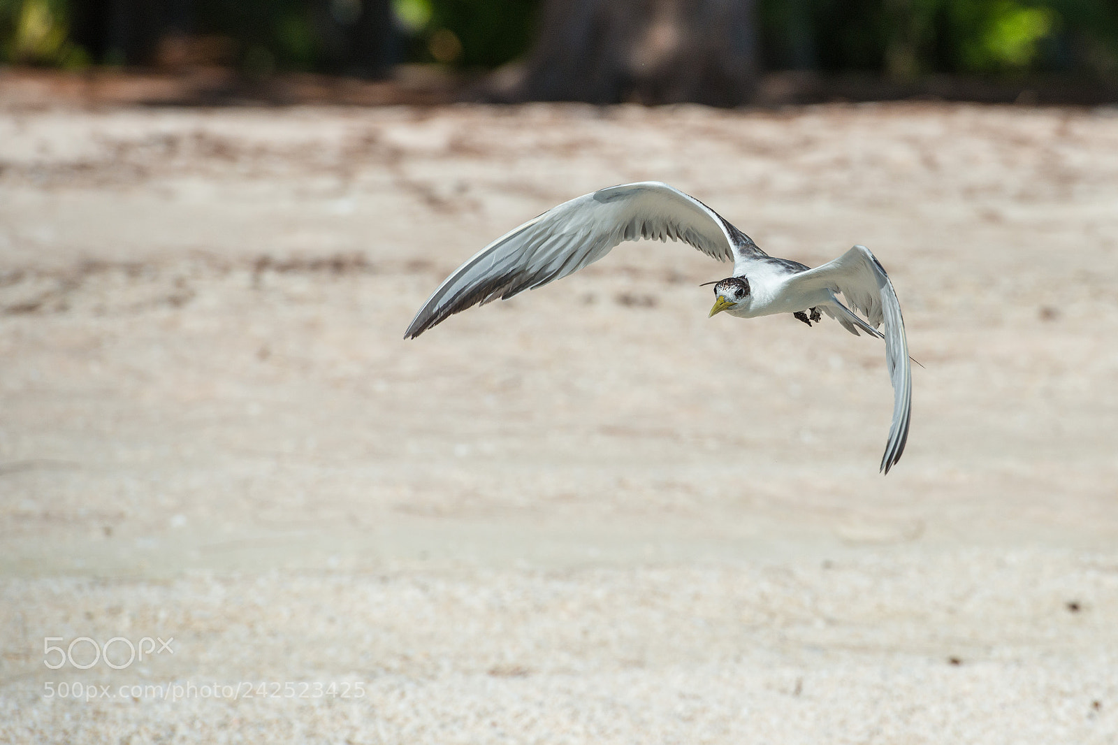 Nikon D800E sample photo. Sterne hupp e thalasseus photography