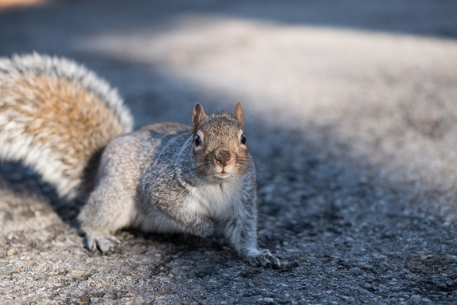 Fujifilm X-T2 sample photo. Central park squirrel photography